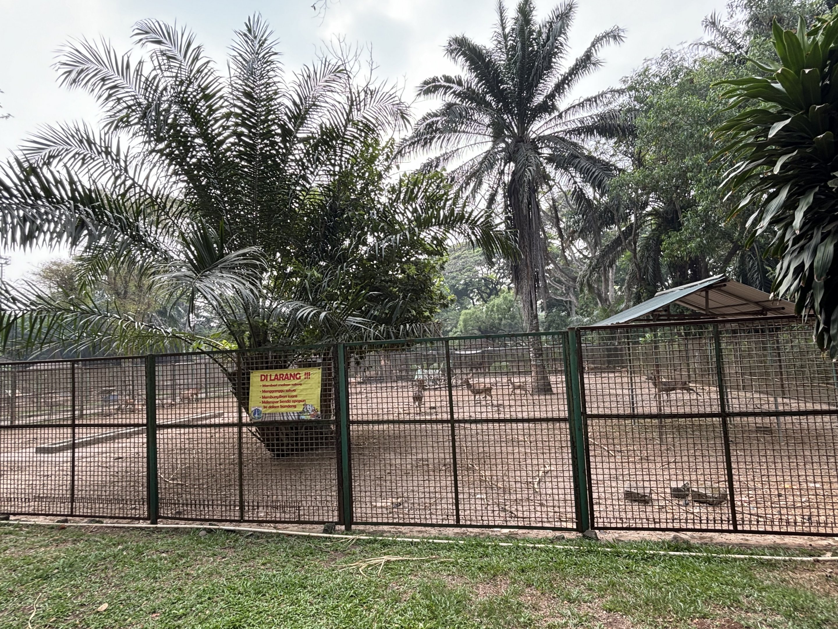 Javan Rusa Deer Exhibit #1