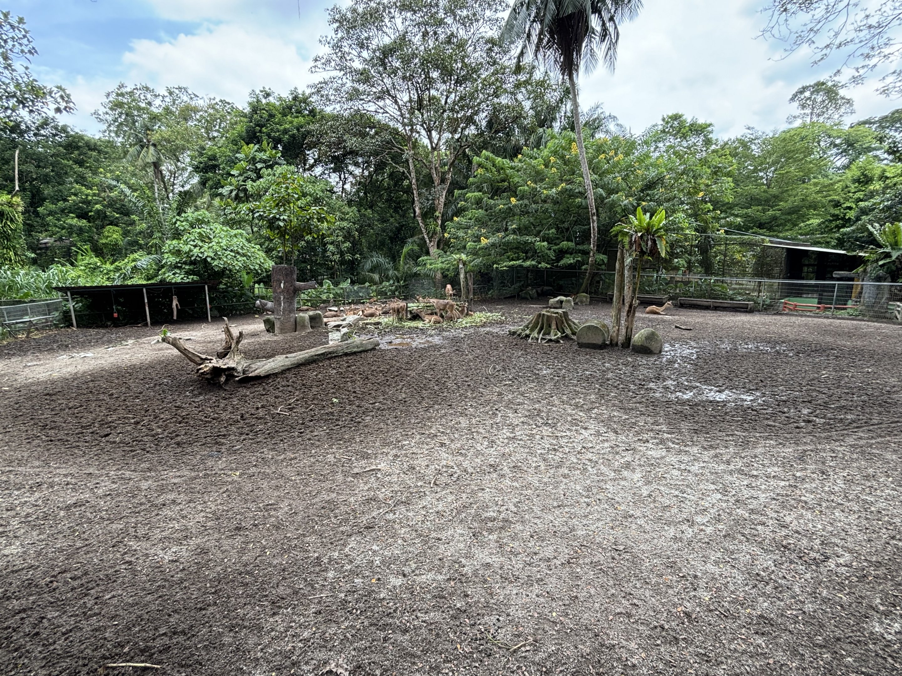 Javan Rusa Deer Exhibit #2