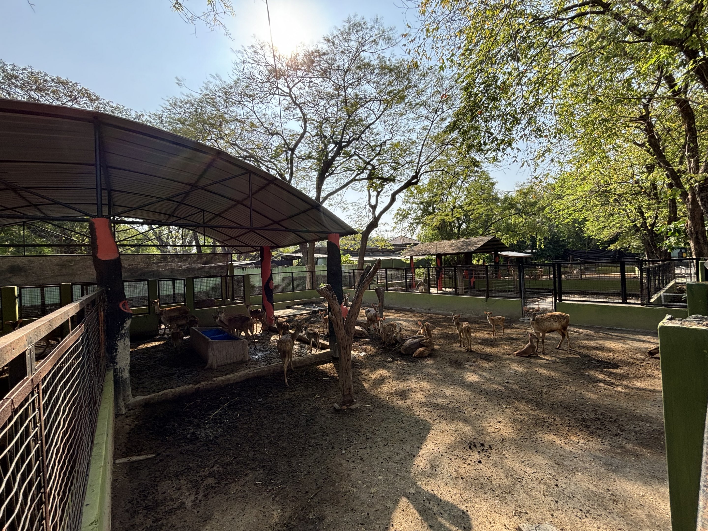 Javan Rusa Deer Exhibit #2