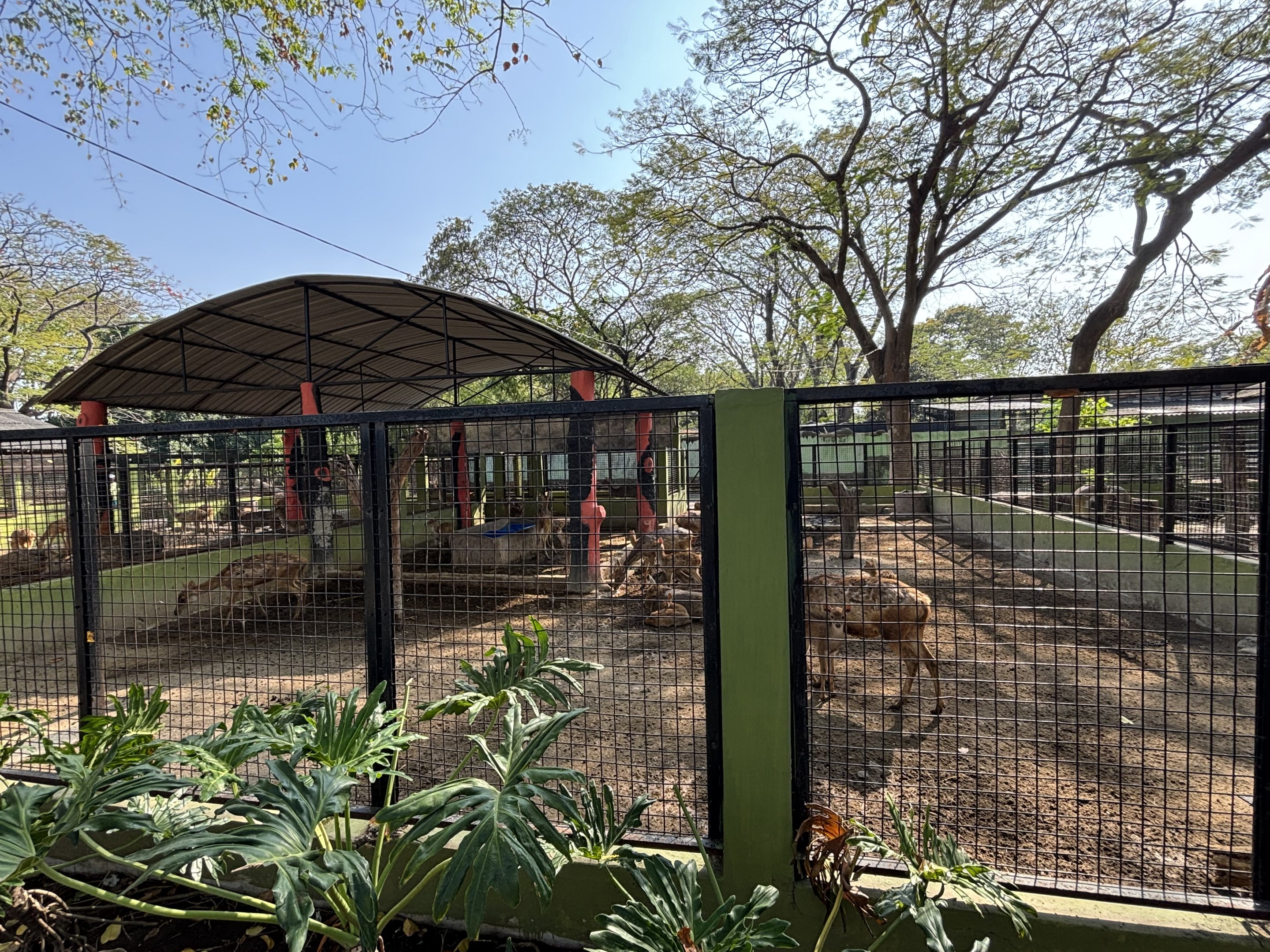 Javan Rusa Deer Exhibit #2