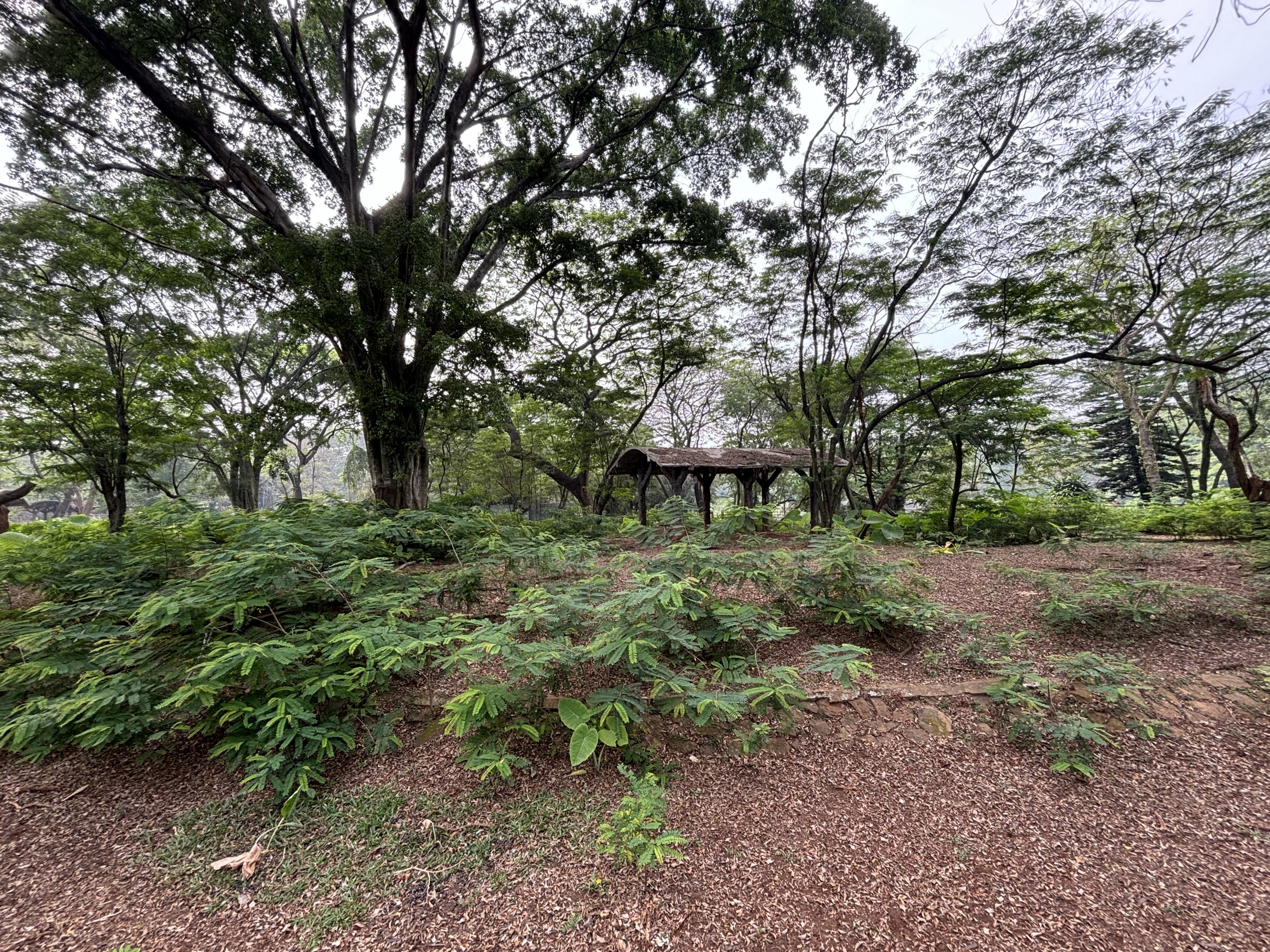 Javan Rusa Deer Exhibit #2