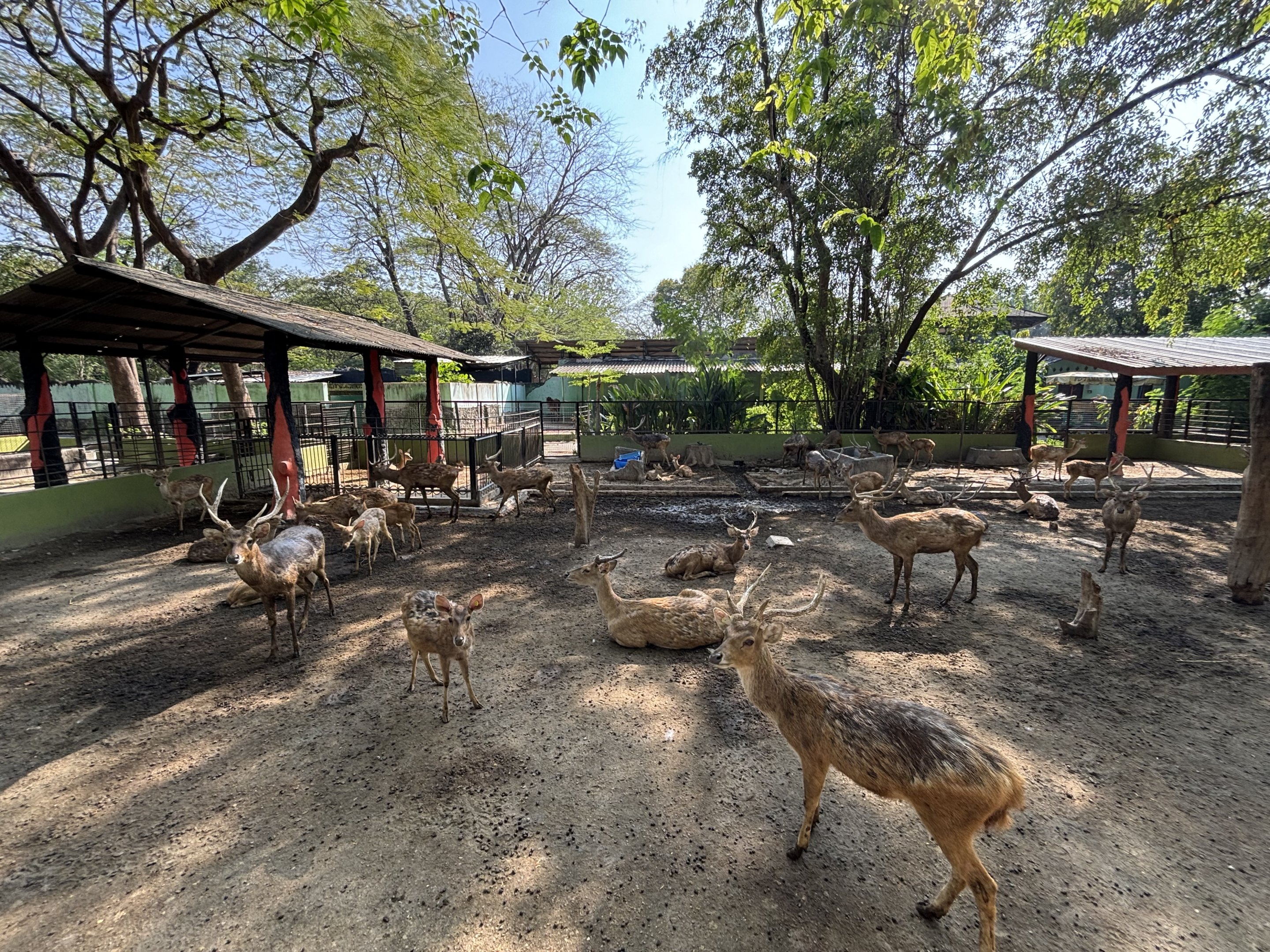 Javan Rusa Deer Exhibit #3