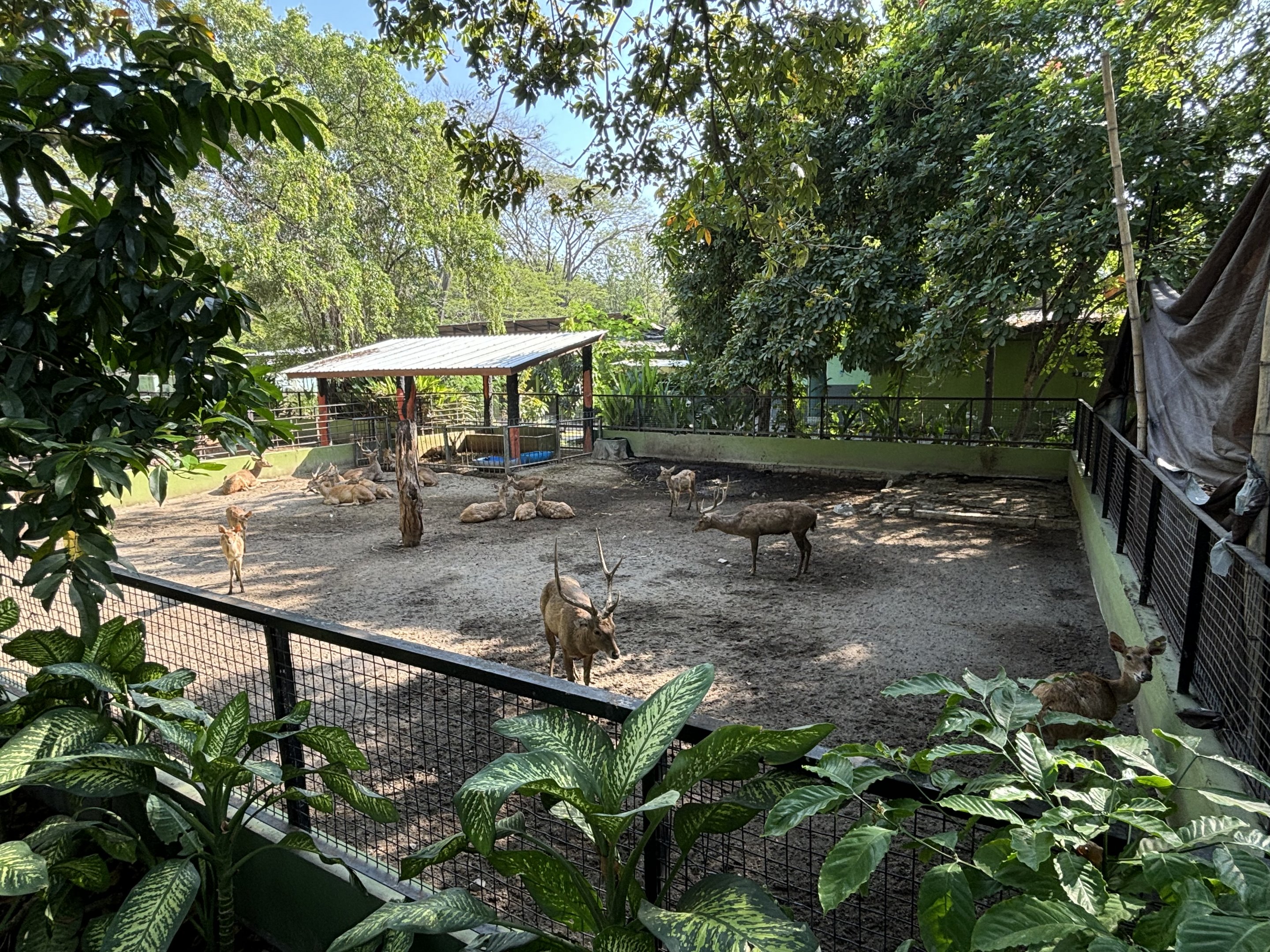 Javan Rusa Deer Exhibit #4