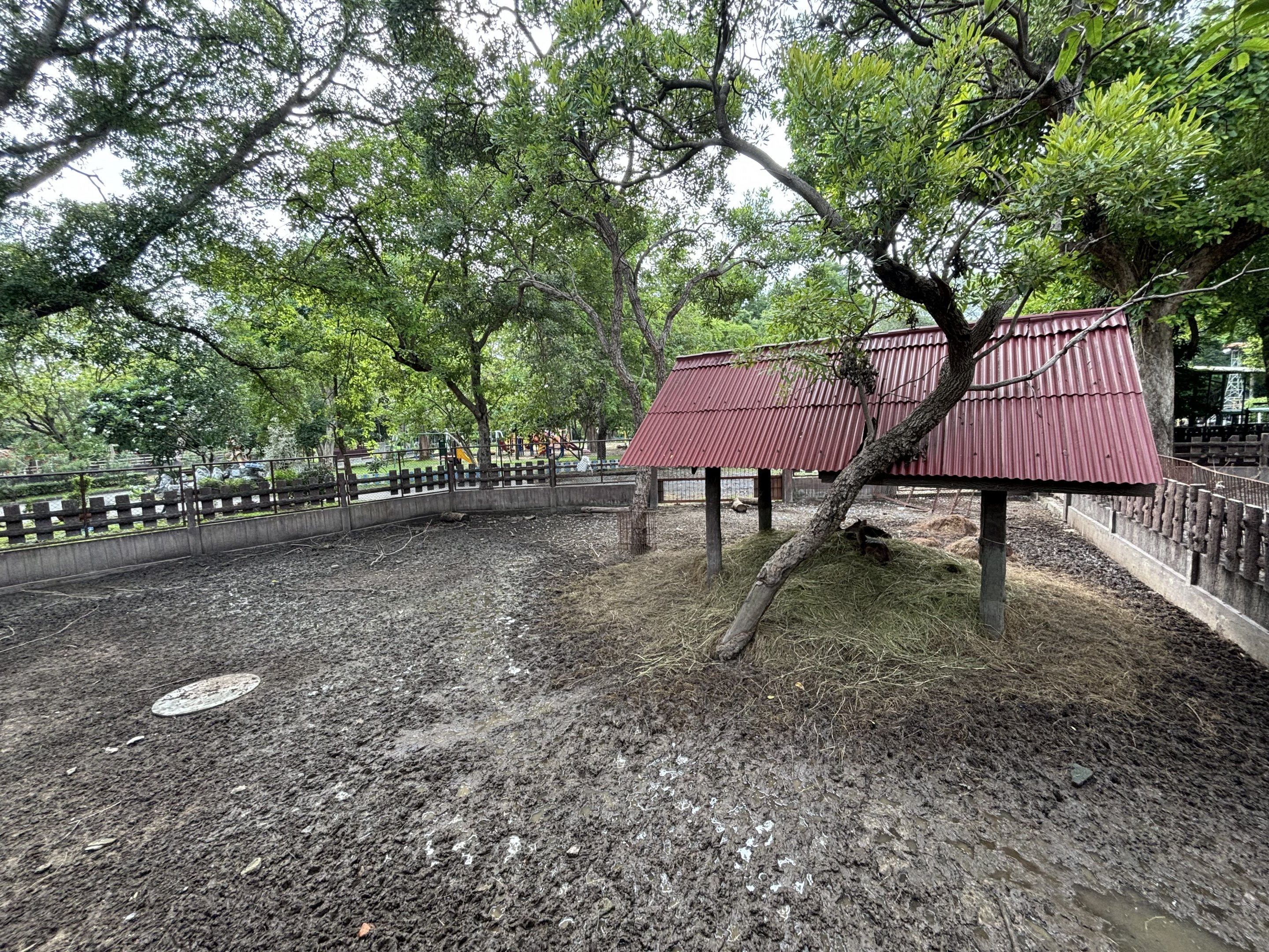 Javan Rusa Deer Exhibit - Lopburi Zoo