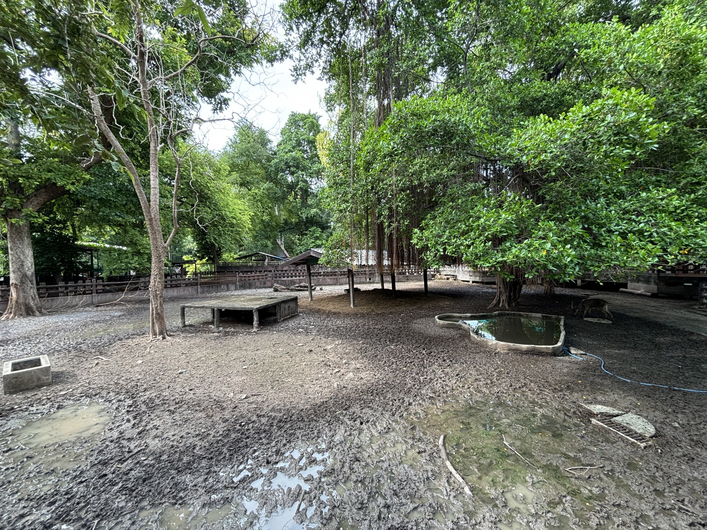 Javan Rusa Deer Exhibit - Lopburi Zoo