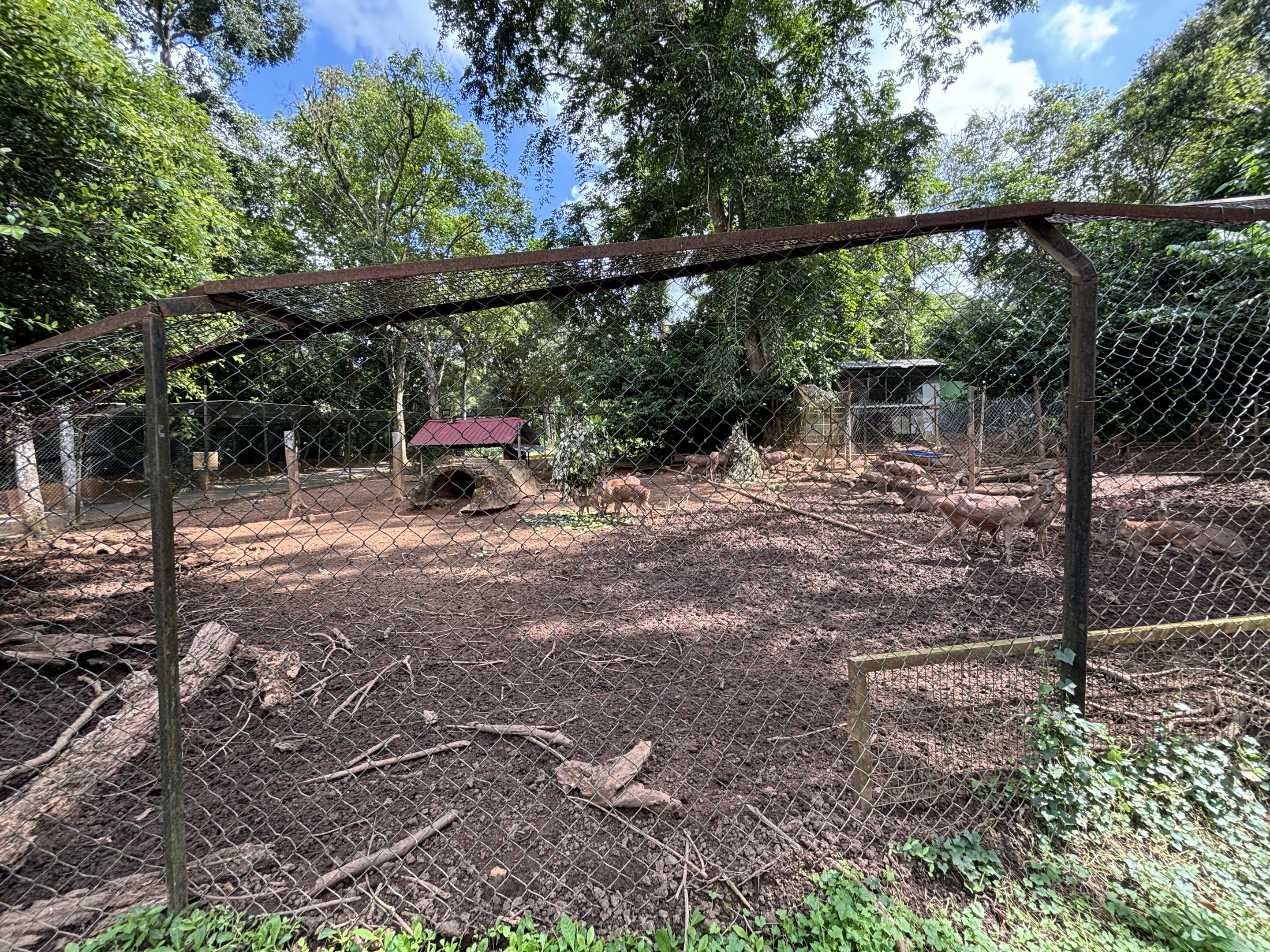 Javan Rusa Deer Exhibit