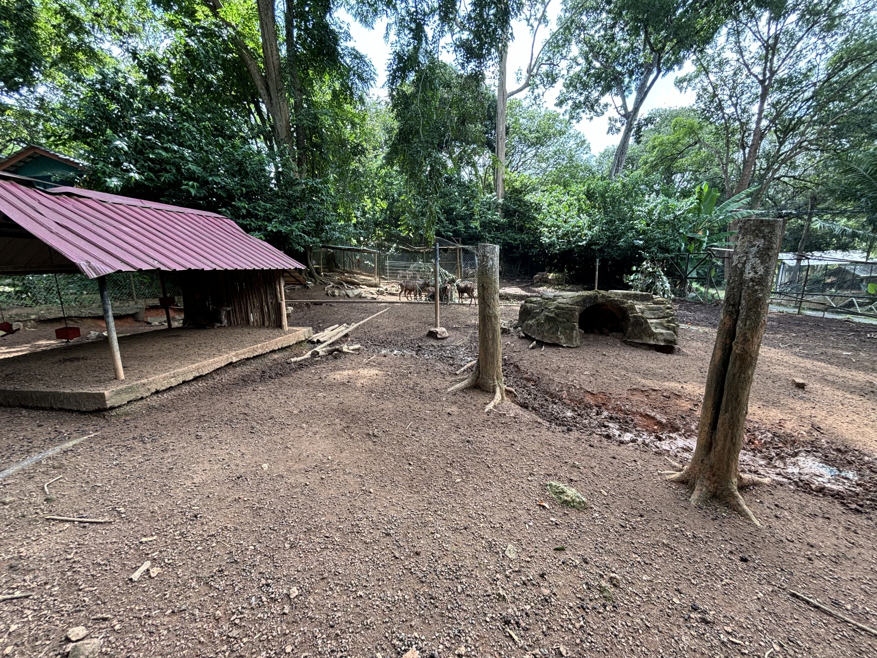 Javan Rusa Deer Exhibit