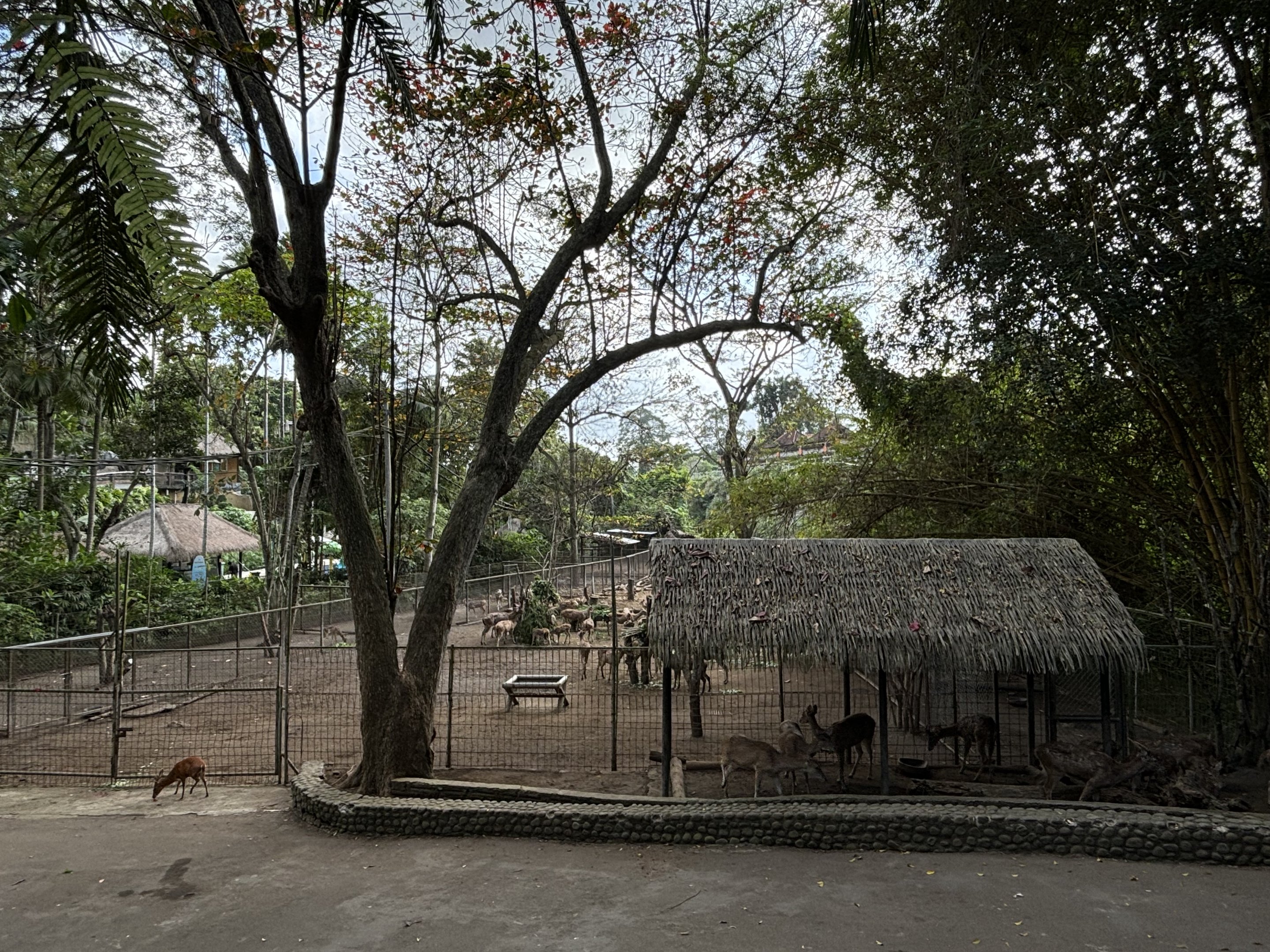 Javan Rusa Deer Exhibit