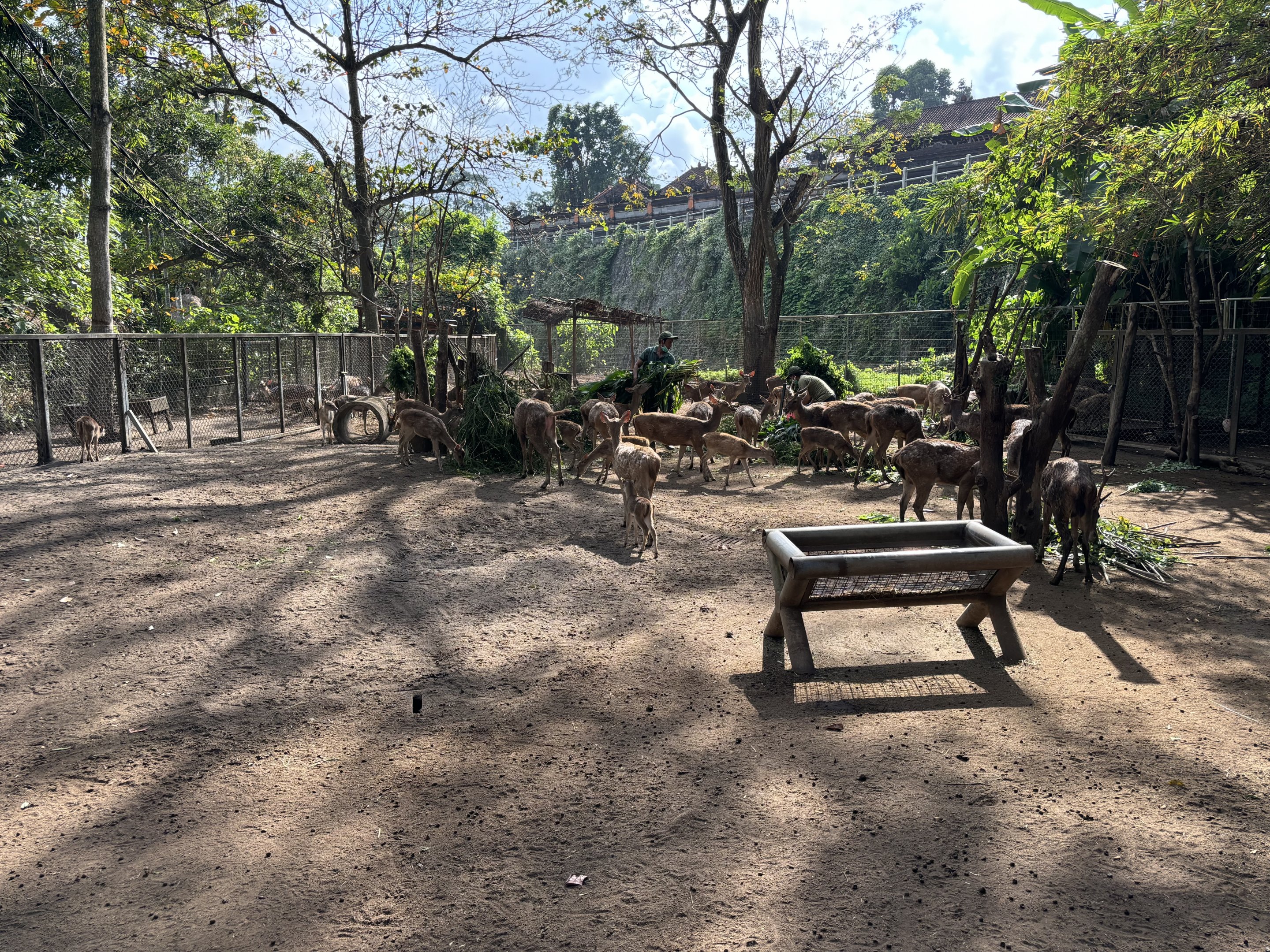 Javan Rusa Deer Exhibit