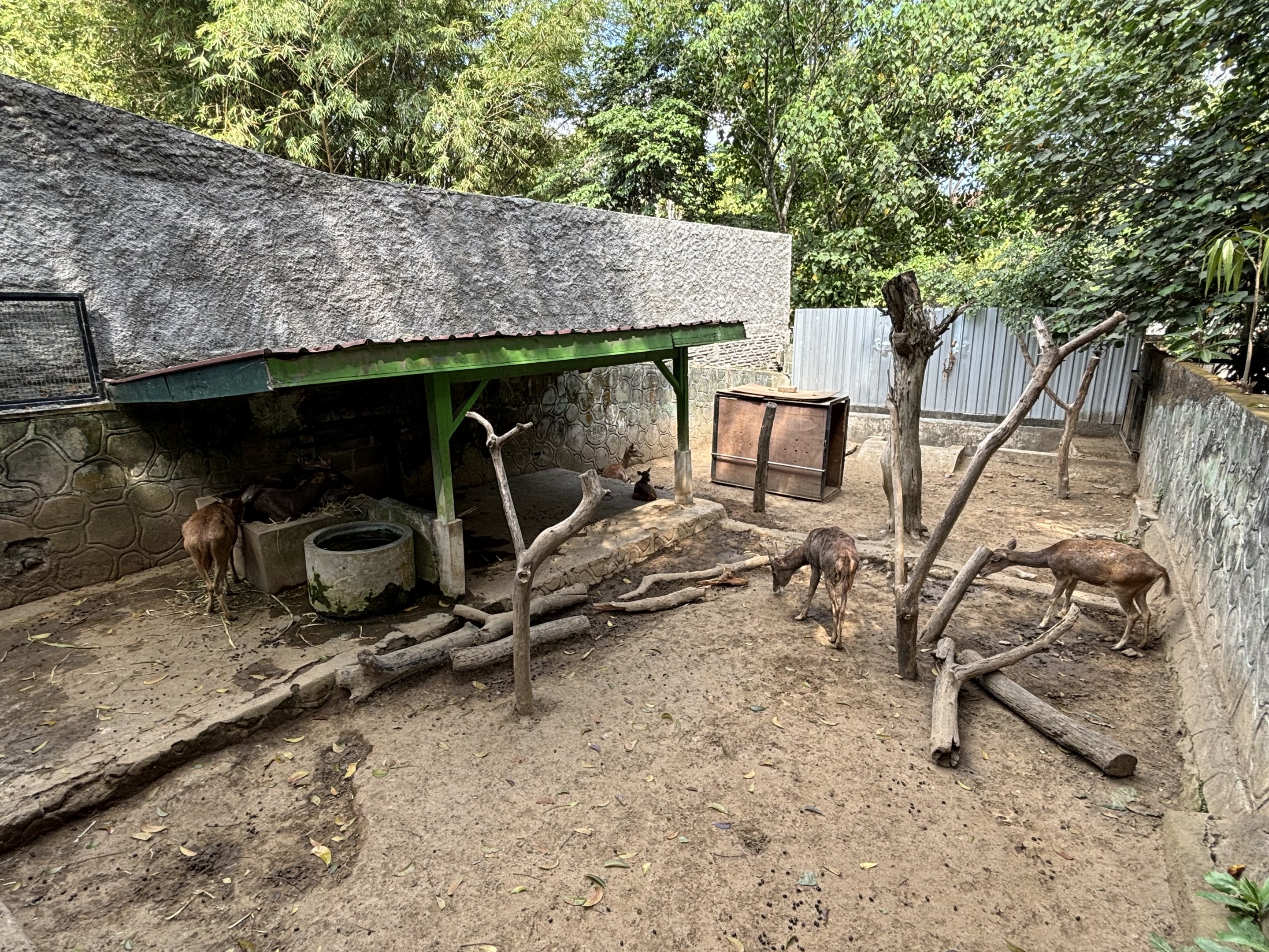 Javan Rusa Deer Exhibit