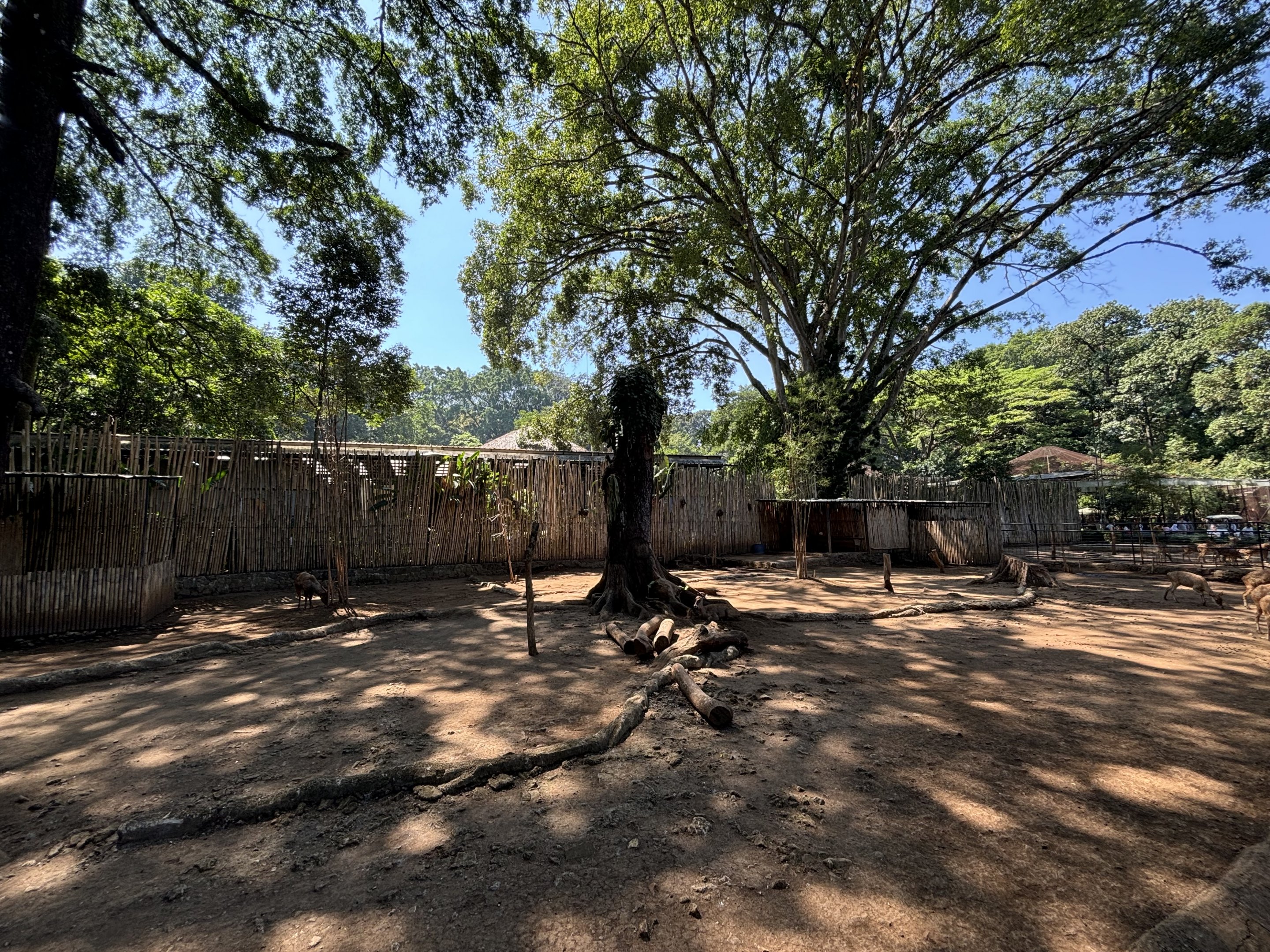 Javan Rusa Deer Exhibit