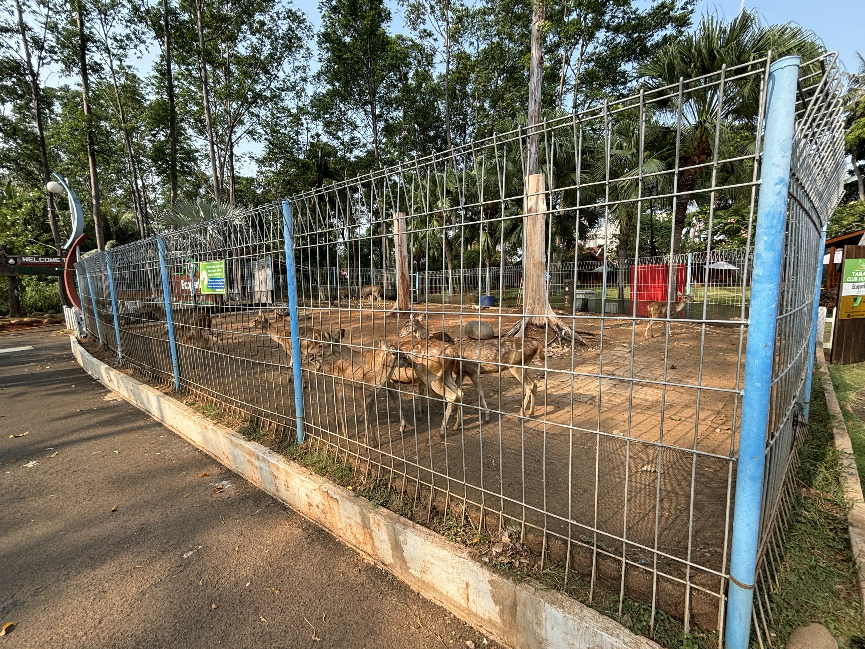 Javan Rusa Deer Exhibit