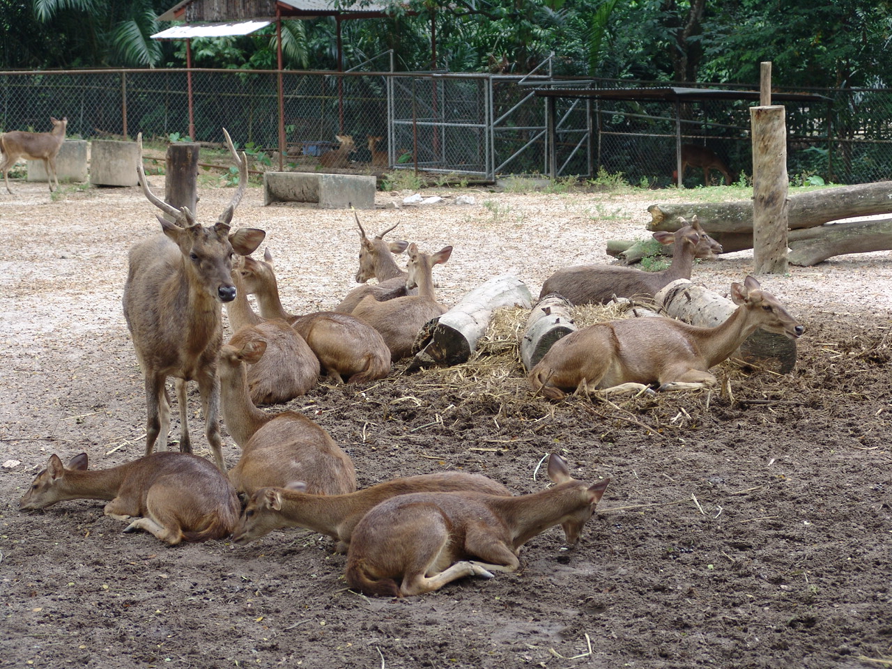 Javan Rusa or Sunda Sambar (Rusa timorensis)