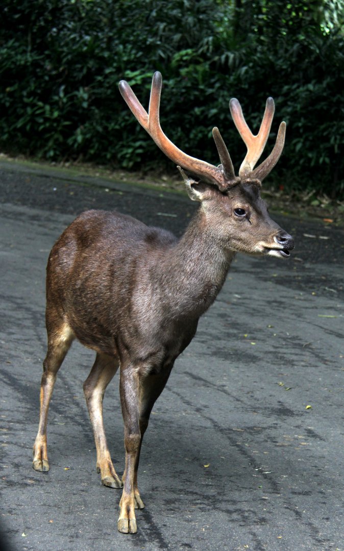 Javan rusa or Sunda sambar (Rusa timorensis)