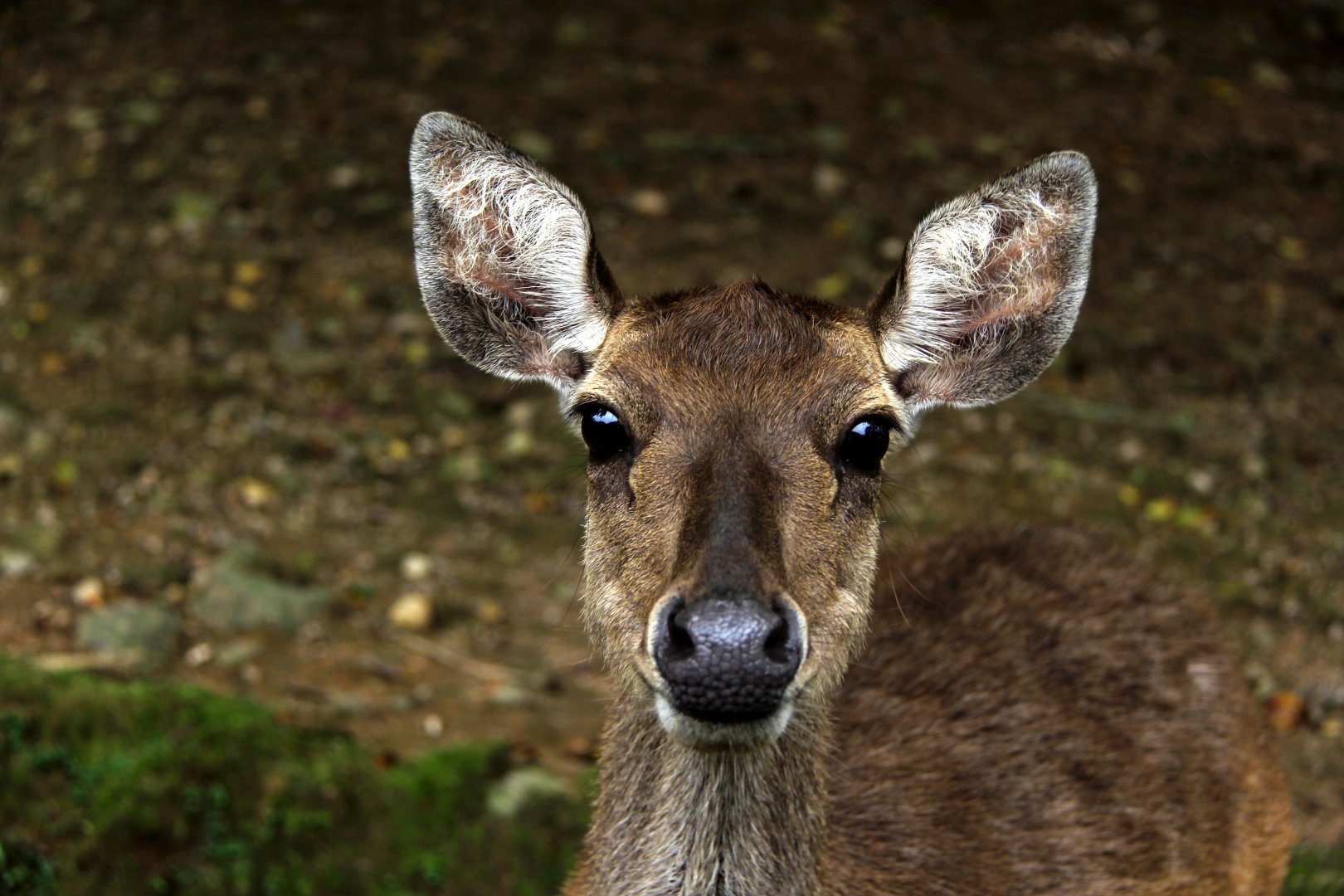 Javan rusa or Sunda sambar (Rusa timorensis)