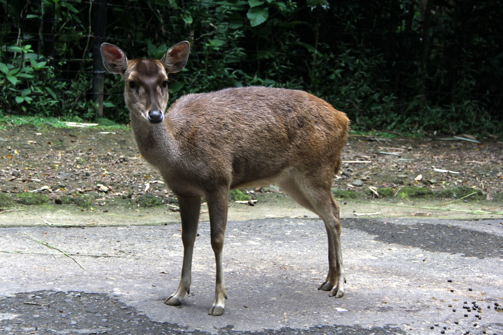 Javan rusa or Sunda sambar (Rusa timorensis)