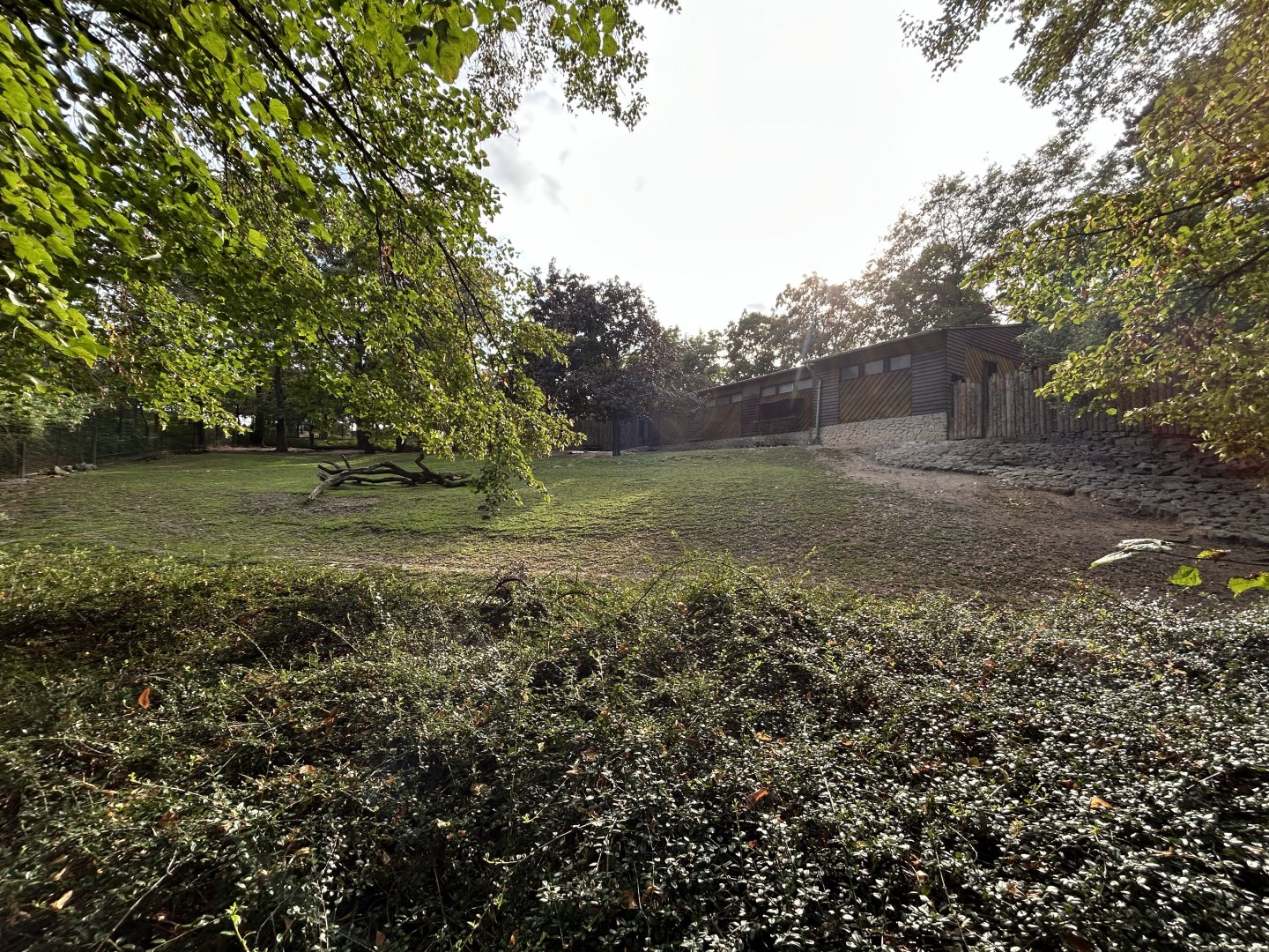 Javan Rusa & Reeve’s Muntjac Exhibit