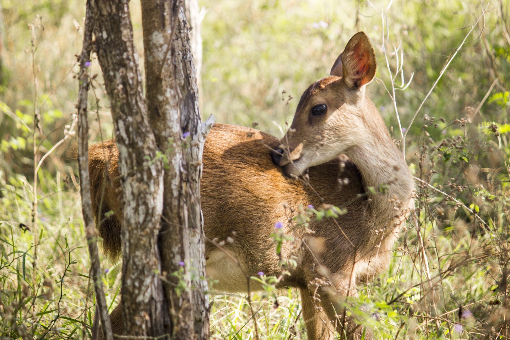 Javan rusa, Rusa timorensis renschi