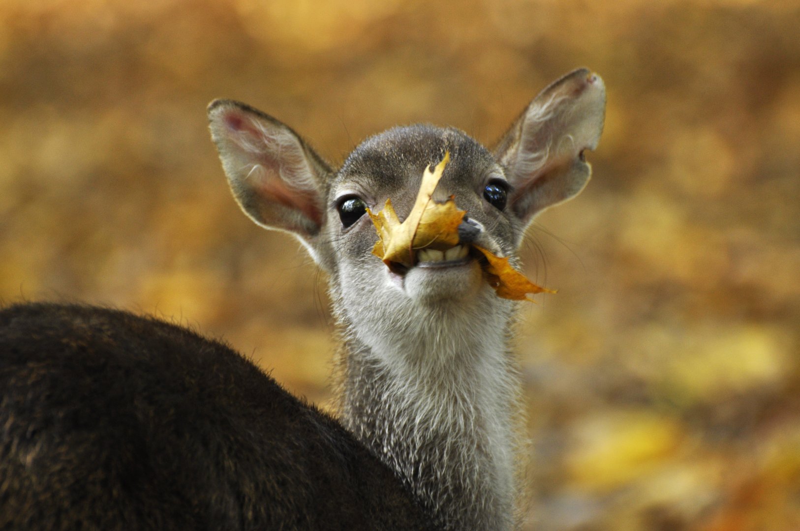 Javan rusa (Rusa timorensis)