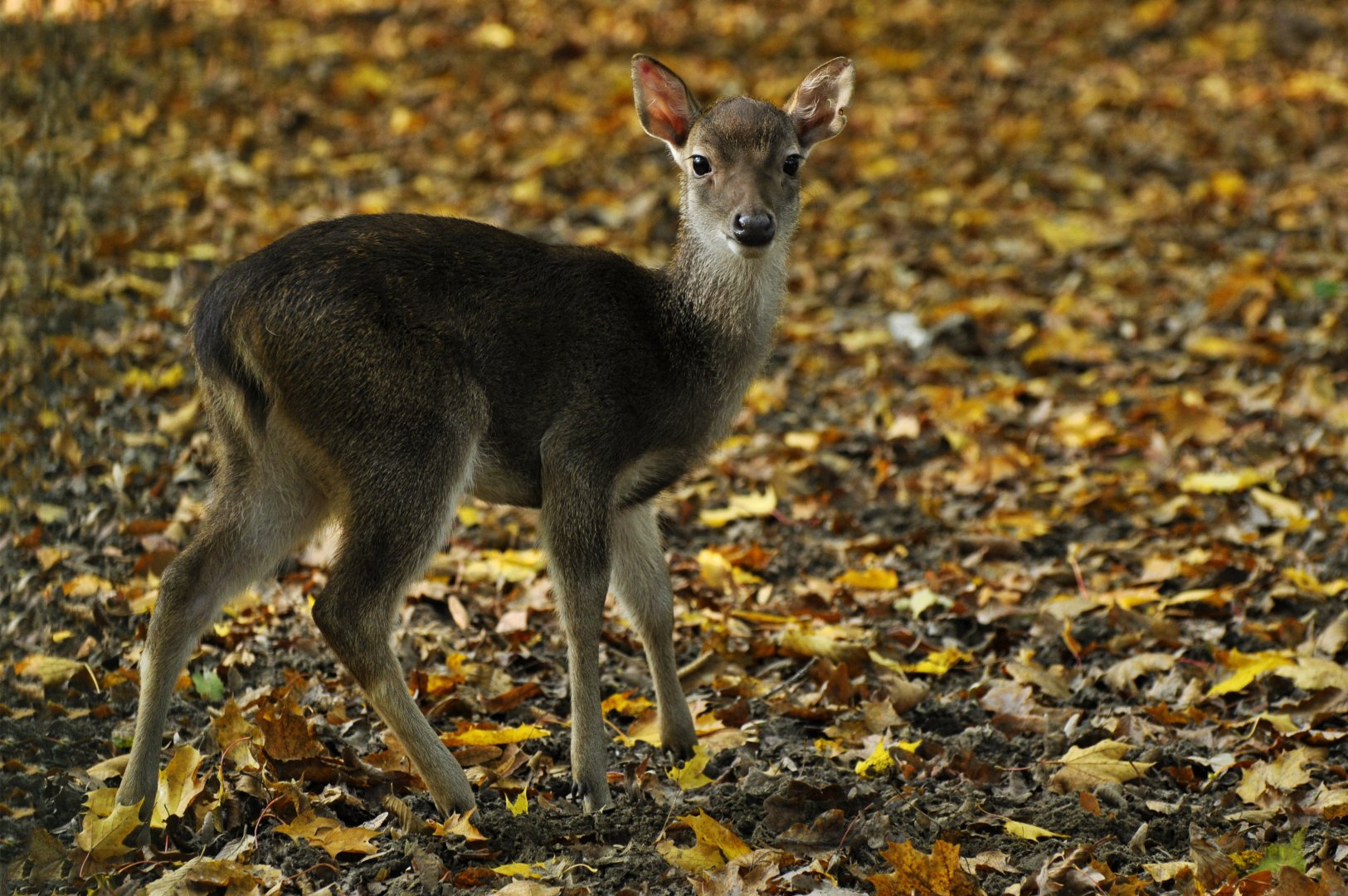 Javan rusa (Rusa timorensis)