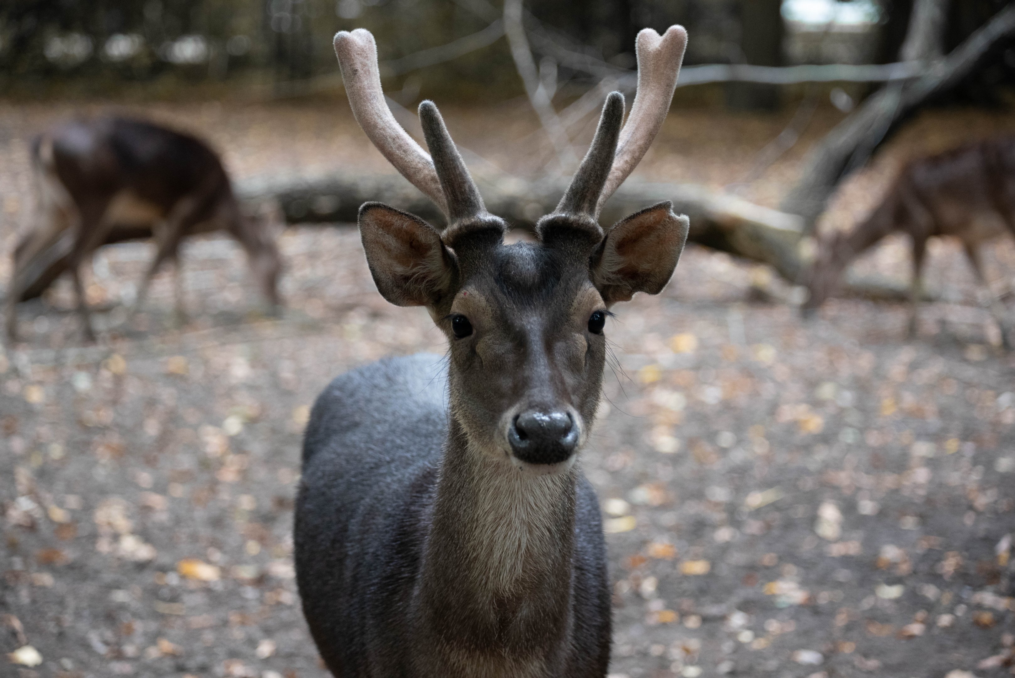 Javan rusa - Rusa timorensis