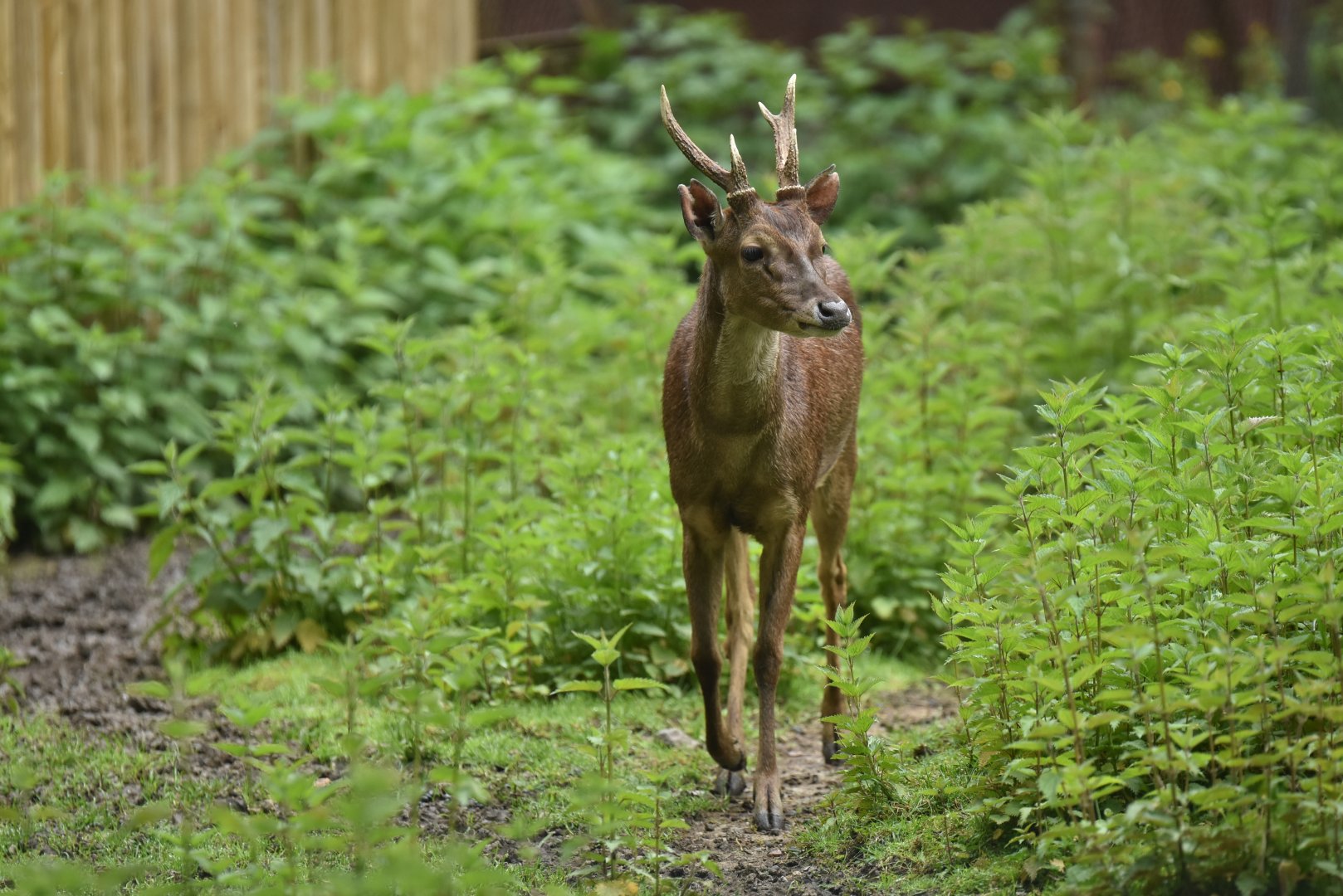 Javan rusa (Rusa timorensis)