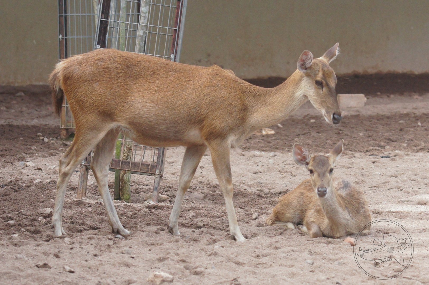 Javan Rusa (Rusa timorensis)
