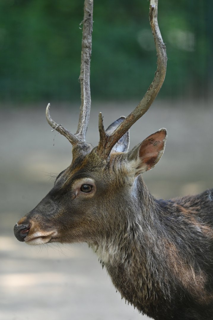 Javan rusa (Rusa timorensis)