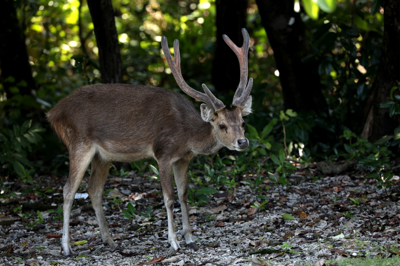 Javan rusa (Rusa timorensis)