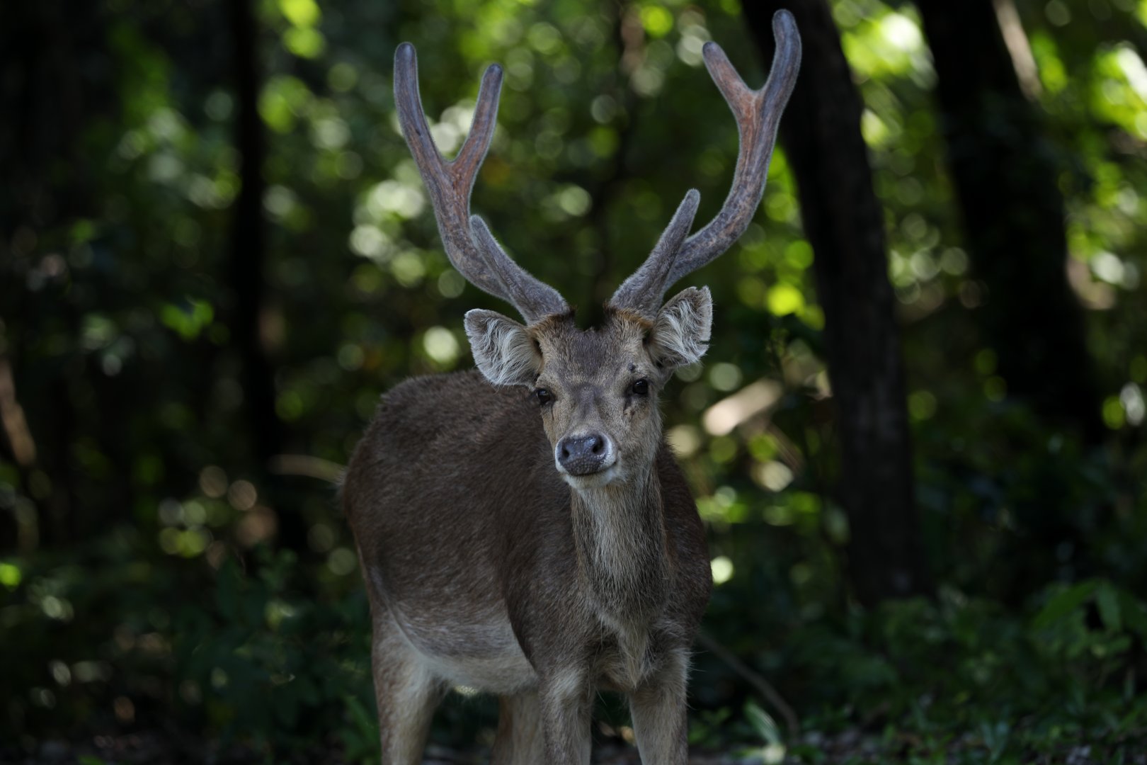 Javan rusa (Rusa timorensis)