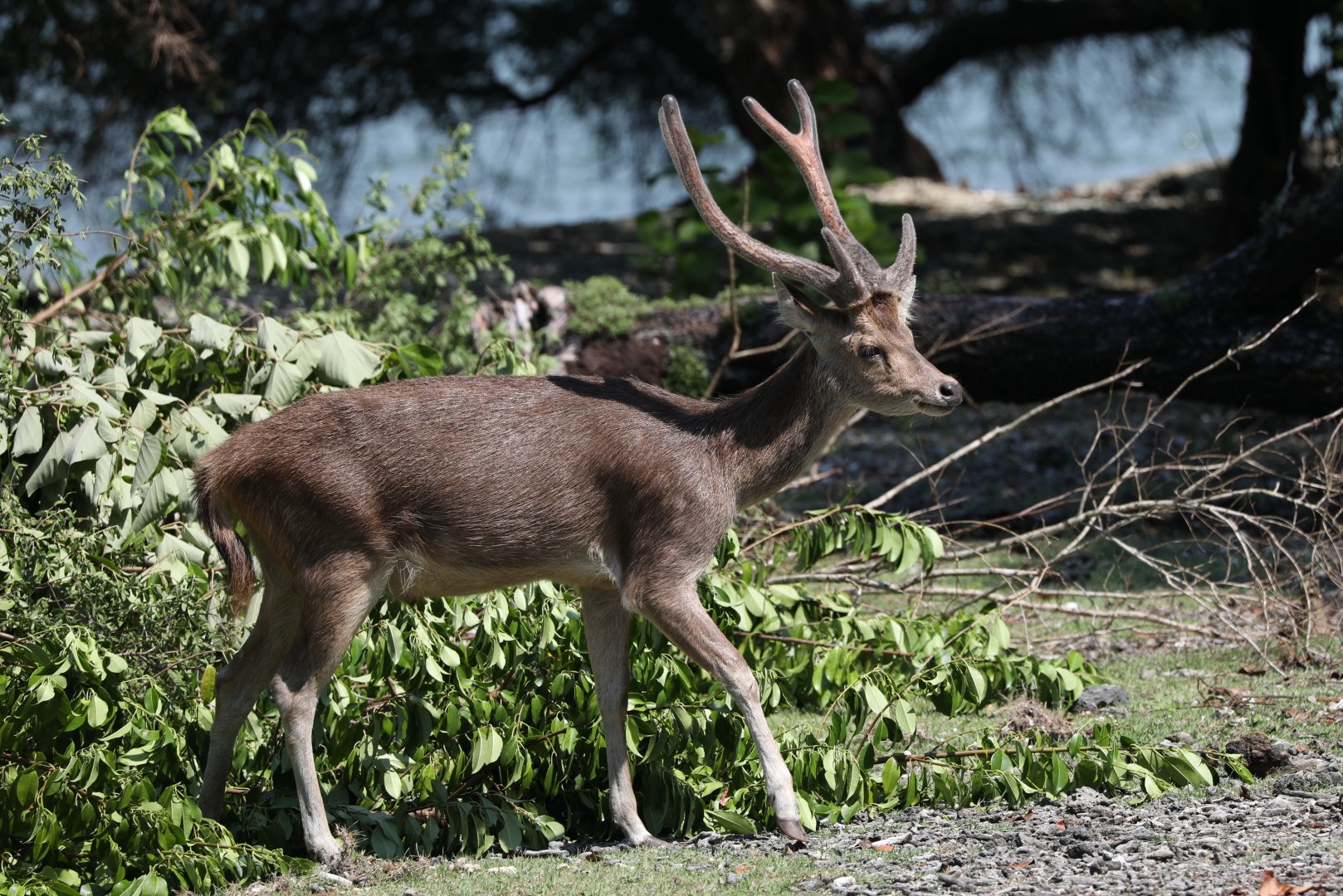 Javan rusa (Rusa timorensis)