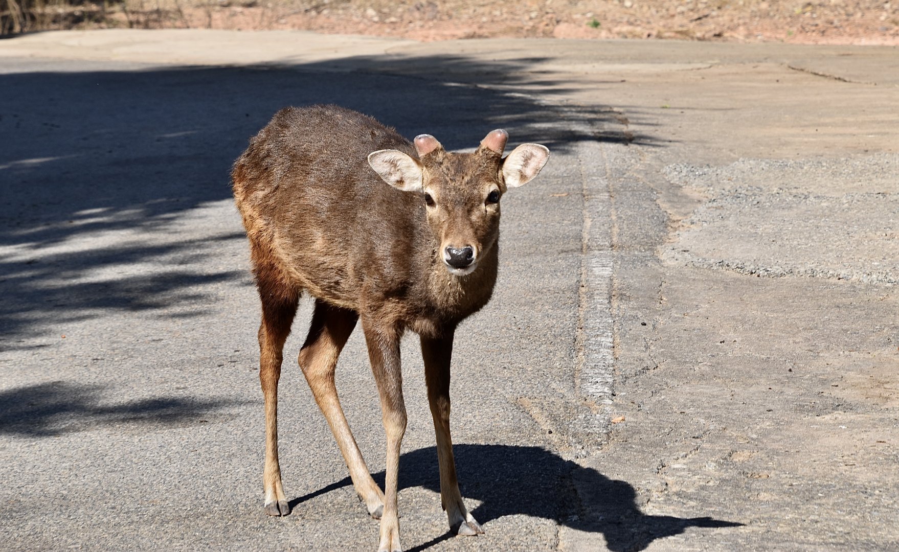 Javan Rusa (Rusa unicolor cambojensis) male