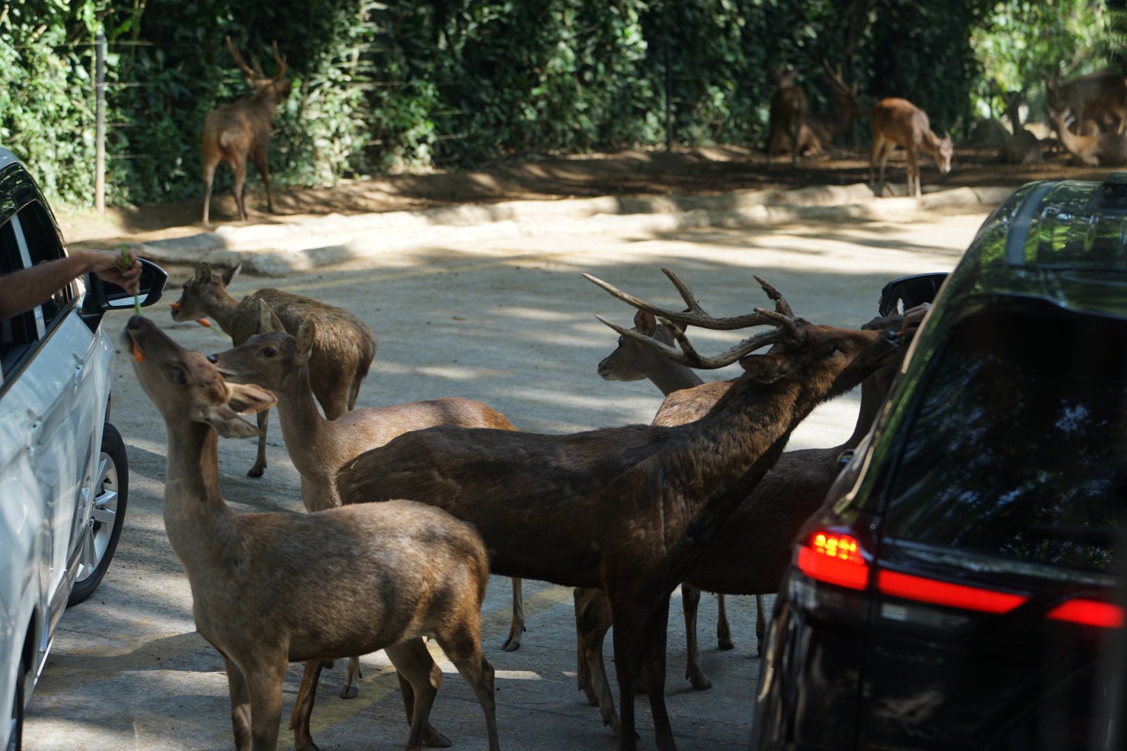Javan Rusa , Taman Safari