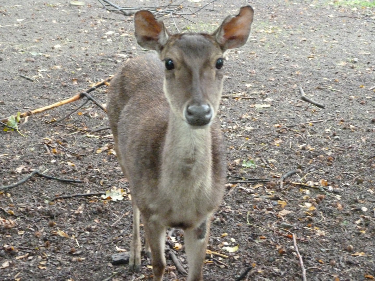 Javan rusa -Tierpark Berlin (2024)