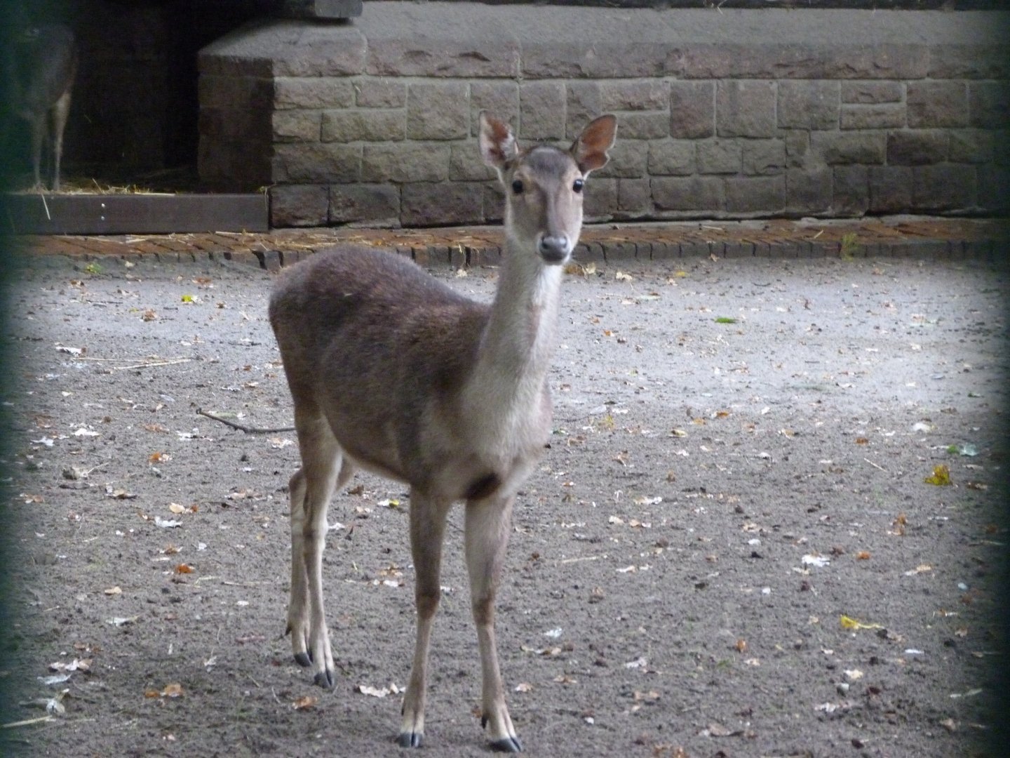 Javan rusa -Tierpark Berlin (2024)