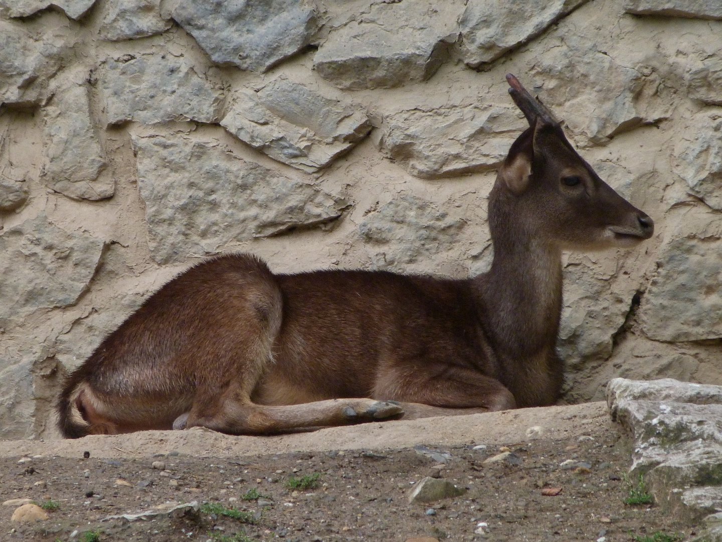 Javan rusa -Zoo Praha (2025)