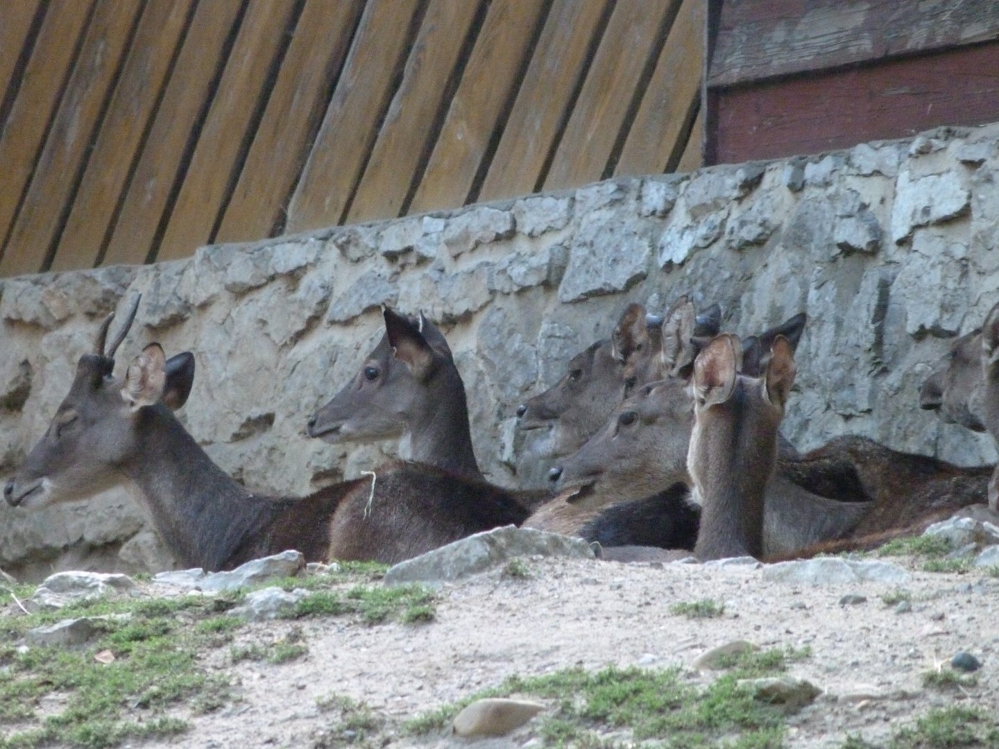 Javan rusas -Zoo Praha (2025)