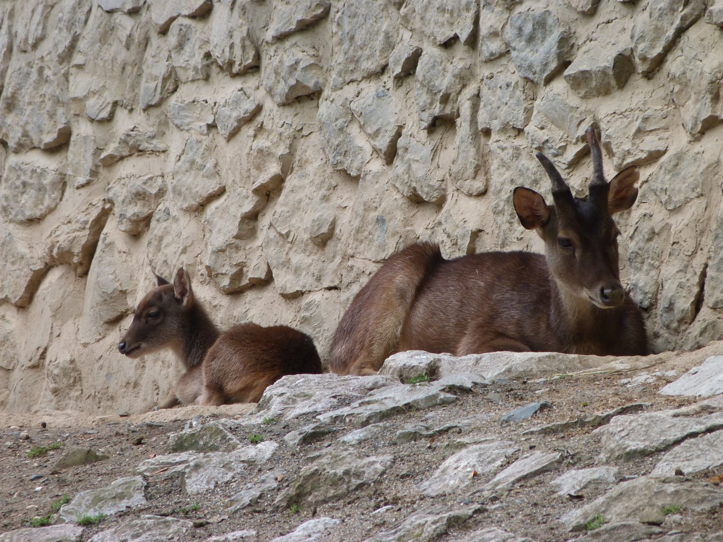 Javan rusas -Zoo Praha (2025)