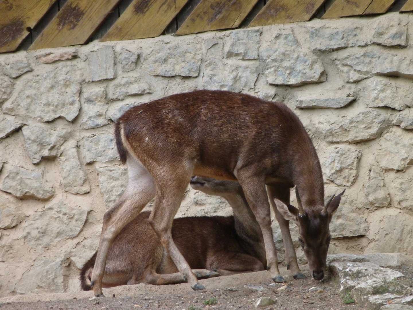 Javan rusas -Zoo Praha (2025)