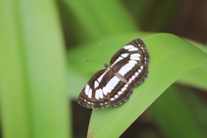 Javan sailor (Neptis hylas matuta)