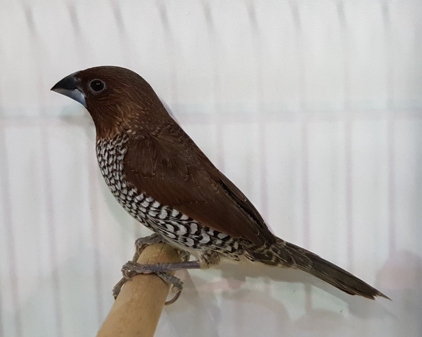 Javan scaly-breasted munia - Lonchura punctulata nisoria