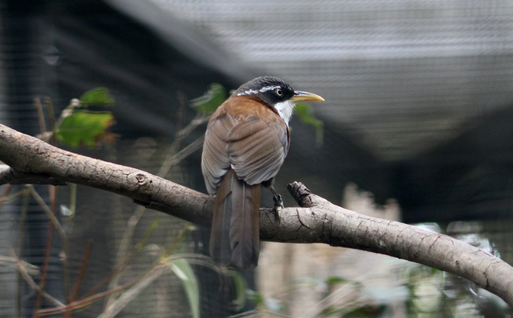 Javan Scimitar Babbler (Pomatorhinus montanus)