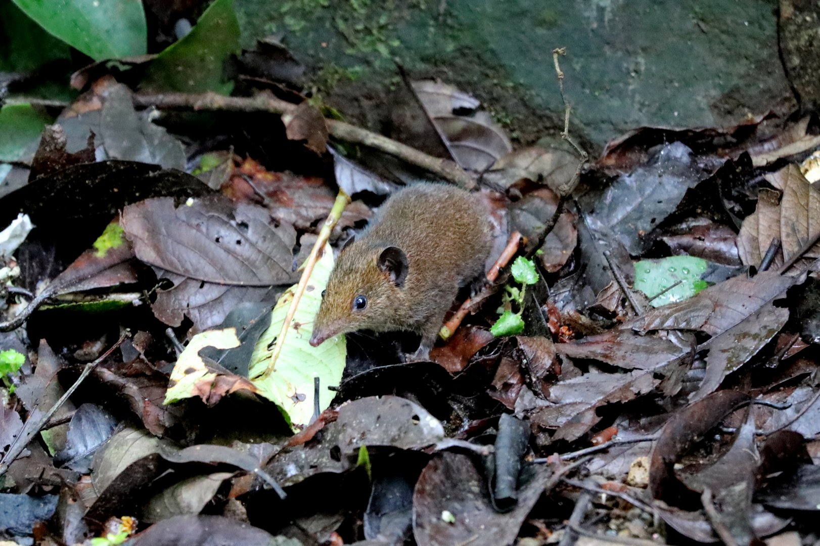 Javan short-tailed gymnure (Hylomys suillus)