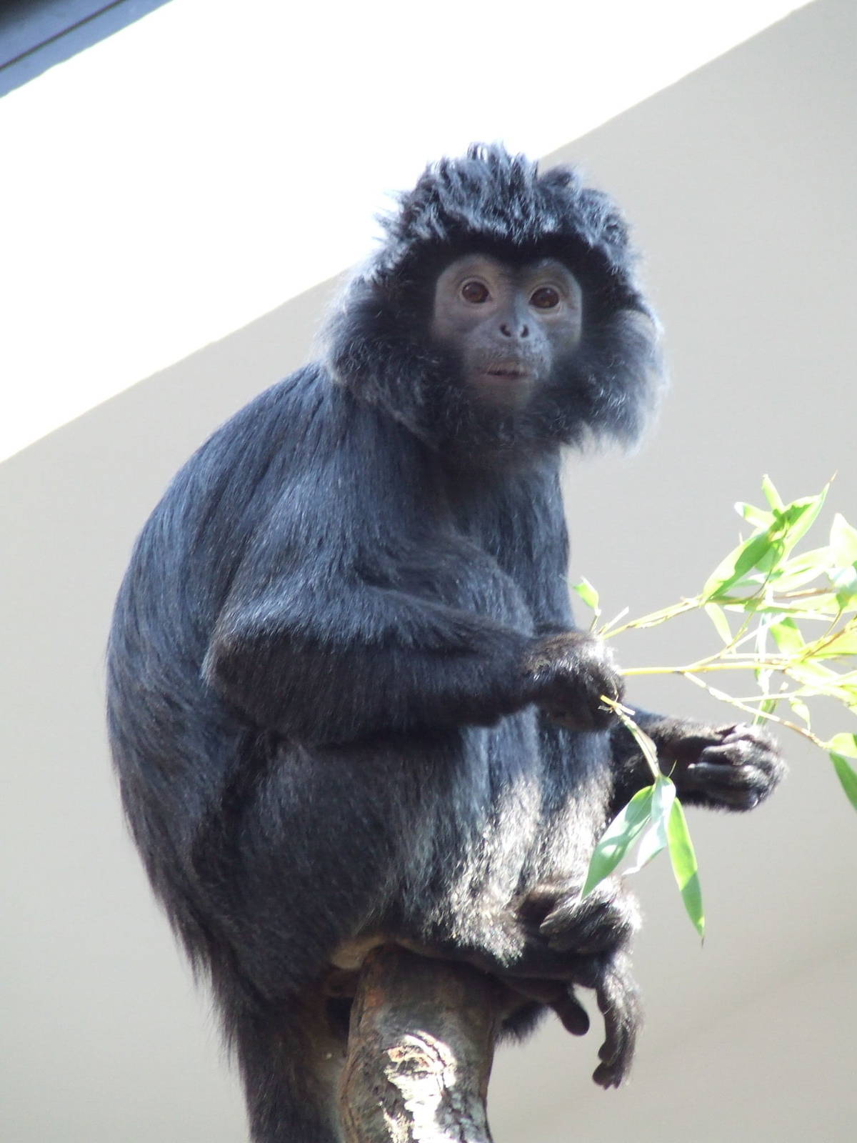 Javan silvered leaf monkey @ Budapest Zoo