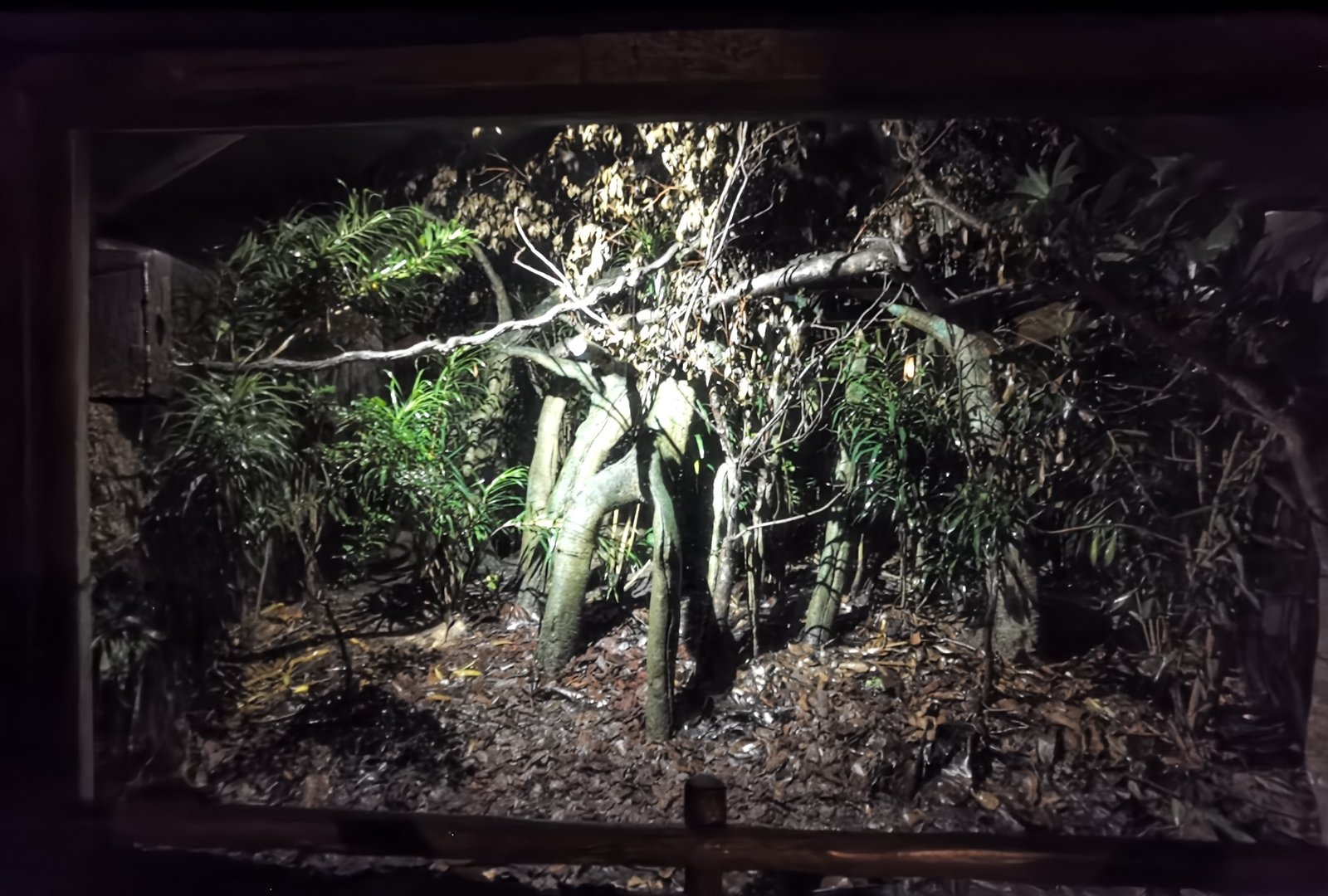 Javan Slow Loris exhibit