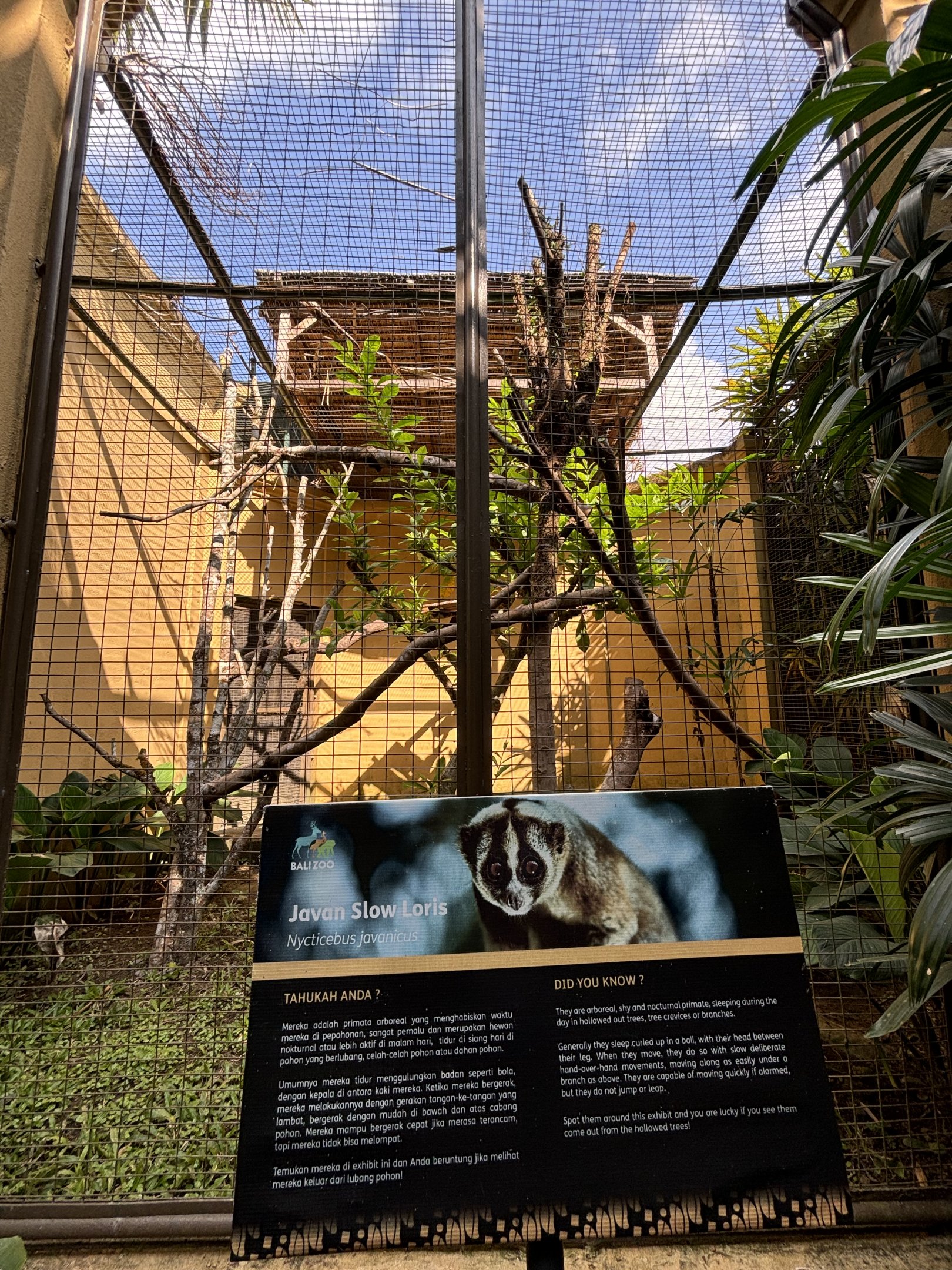 Javan Slow Loris Exhibit