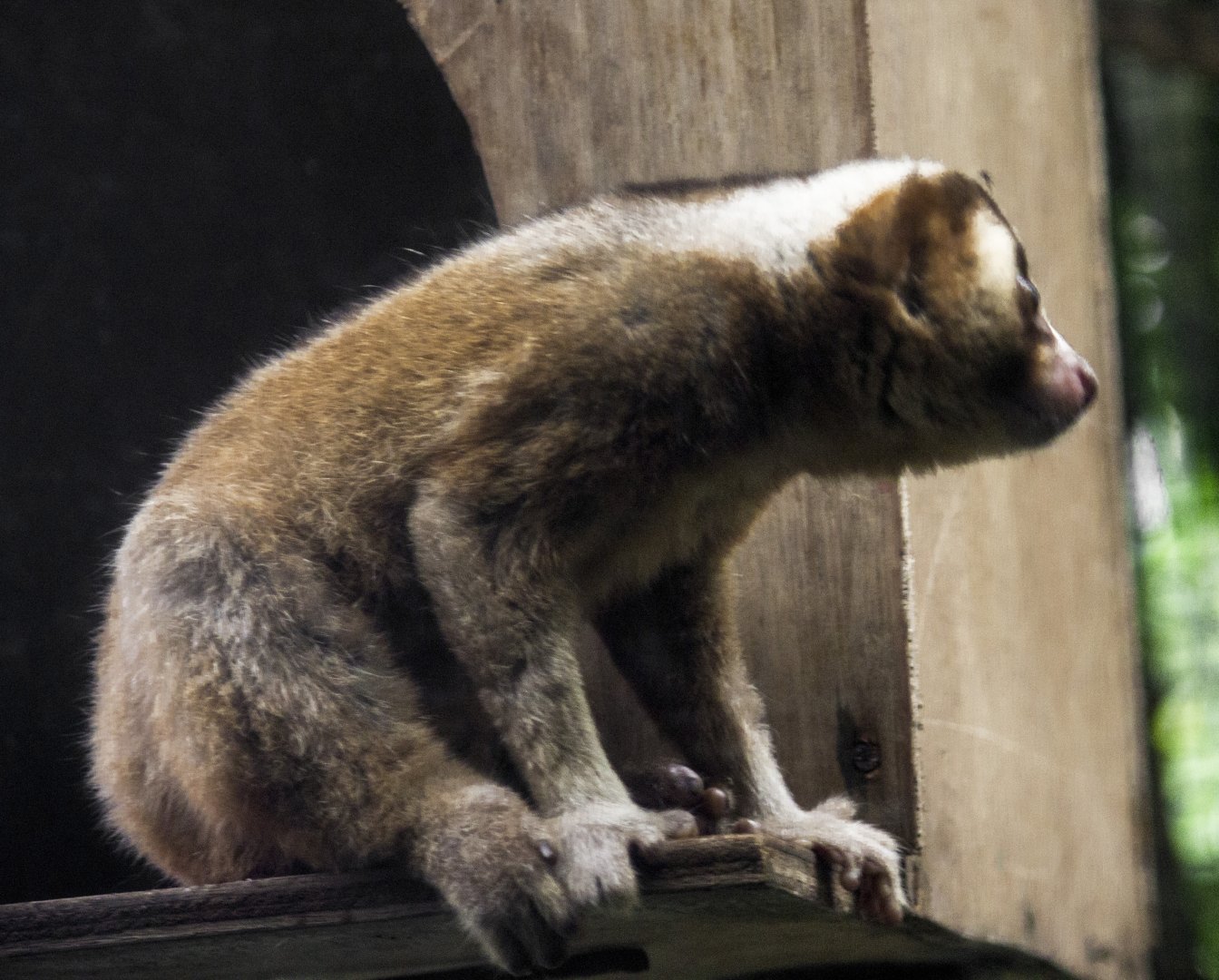 Javan Slow Loris, Nycticebus javanicus
