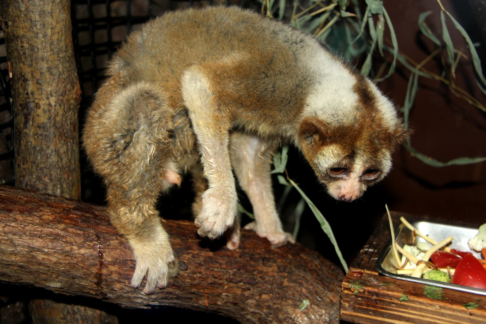 Javan slow loris (Nycticebus javanicus)