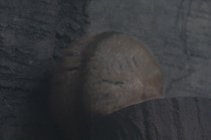 Javan slow loris (Nycticebus javanicus)