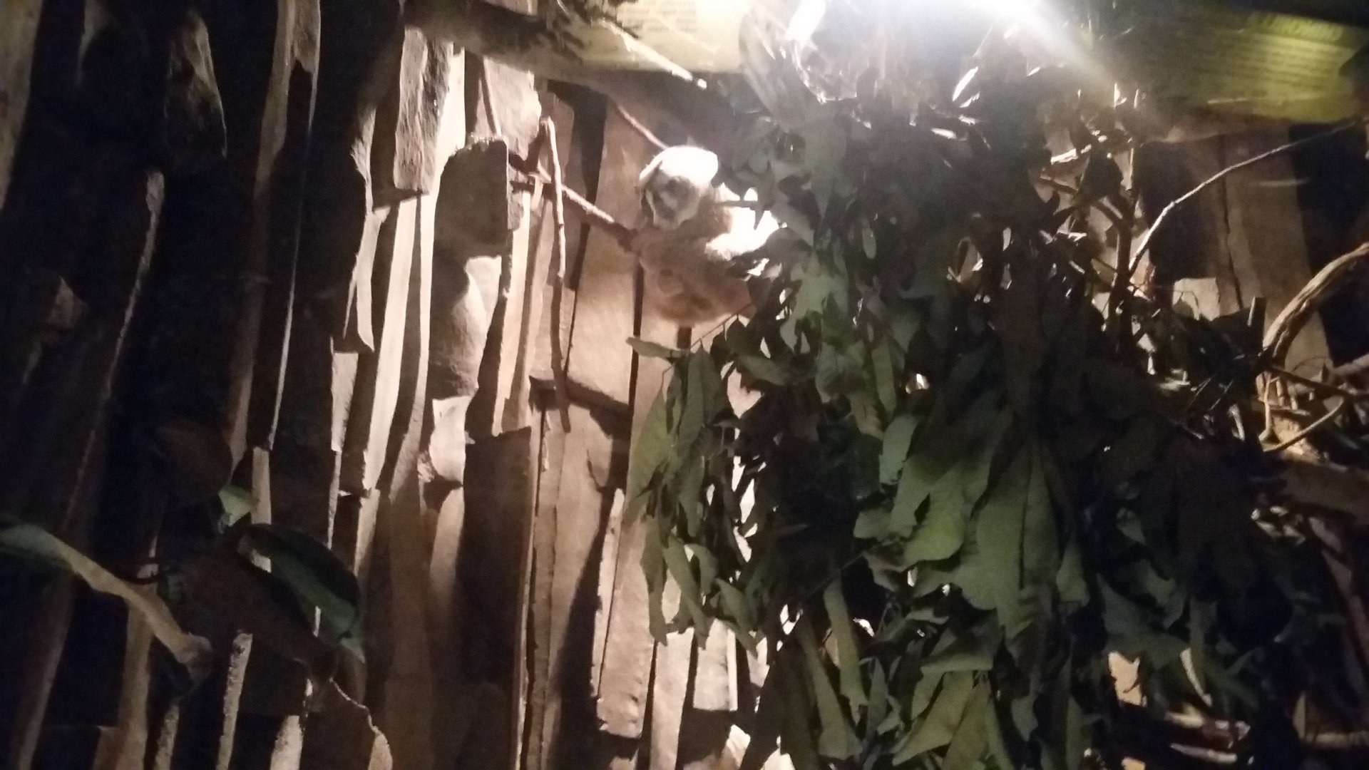 Javan slow loris (Nycticebus javanicus)